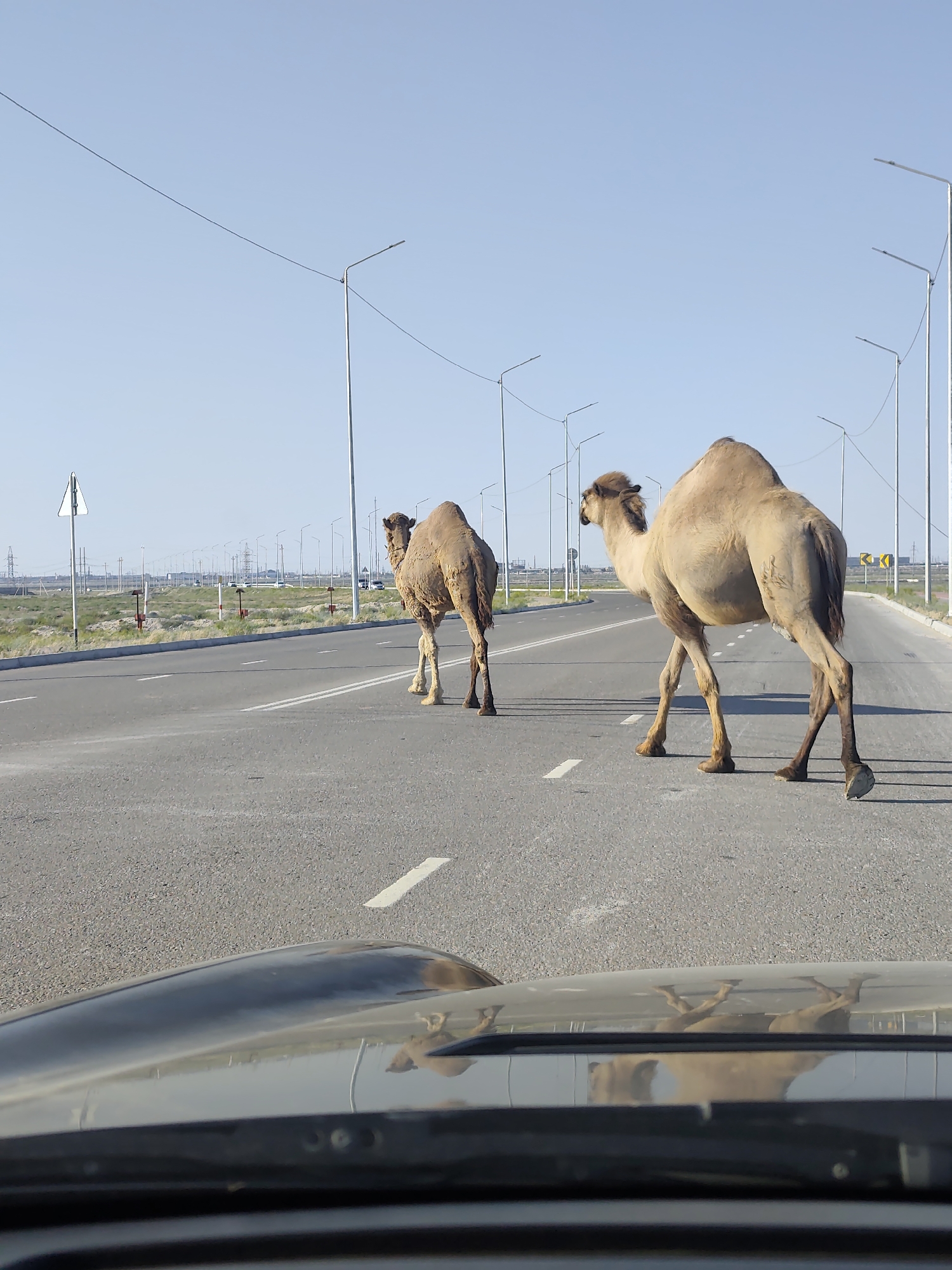 Two camels stroll across a paved road in rural Kazakhstan