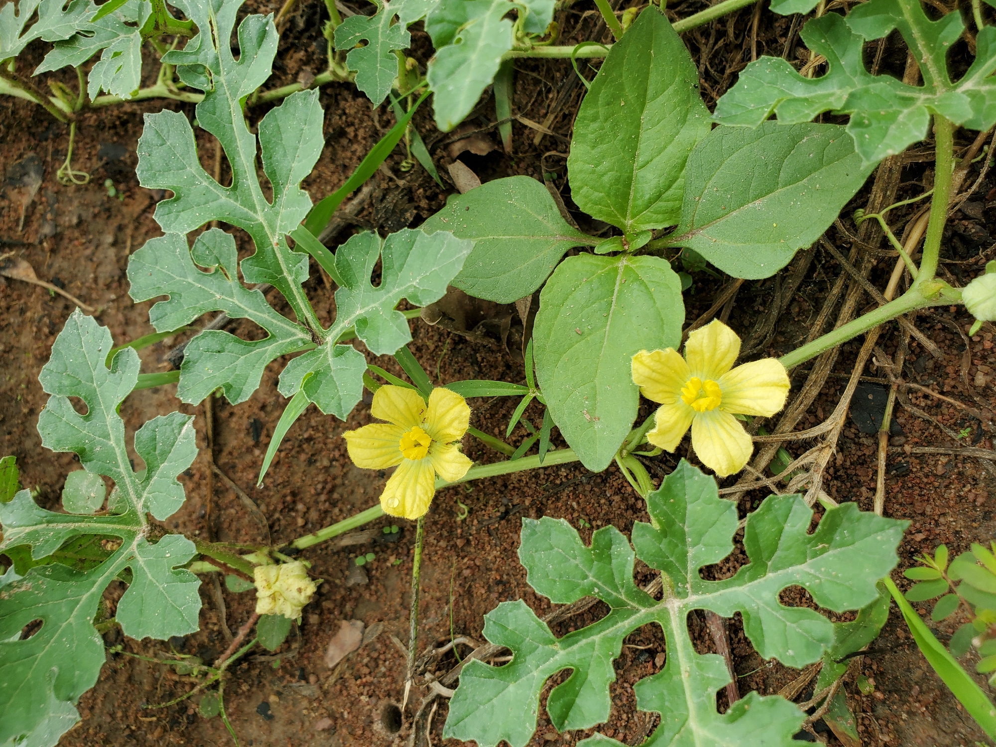 Morning garden documentation captures flowering plants in Mararaba, Nigeria