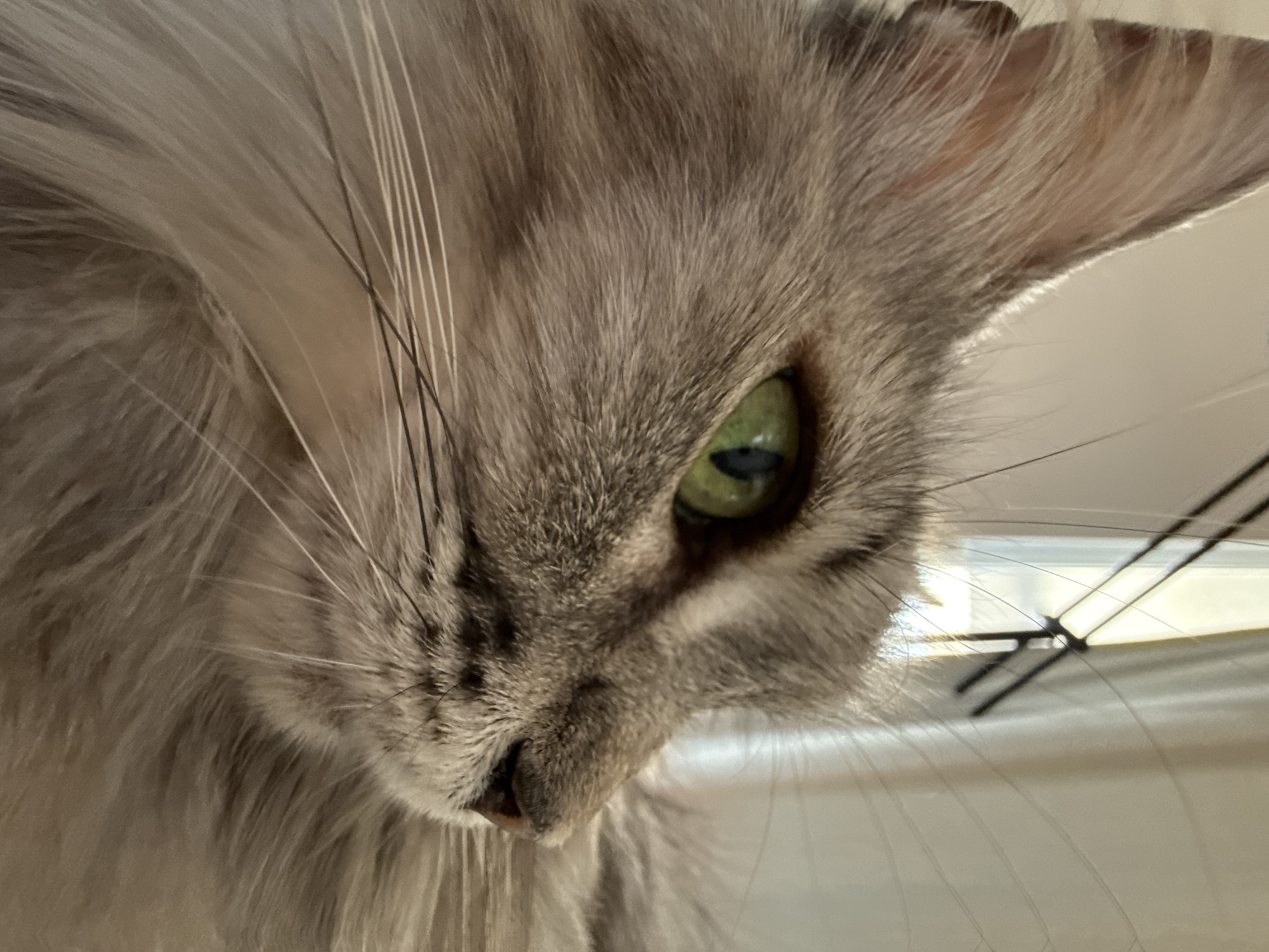 Cats up close, plus a tow truck doing its thing