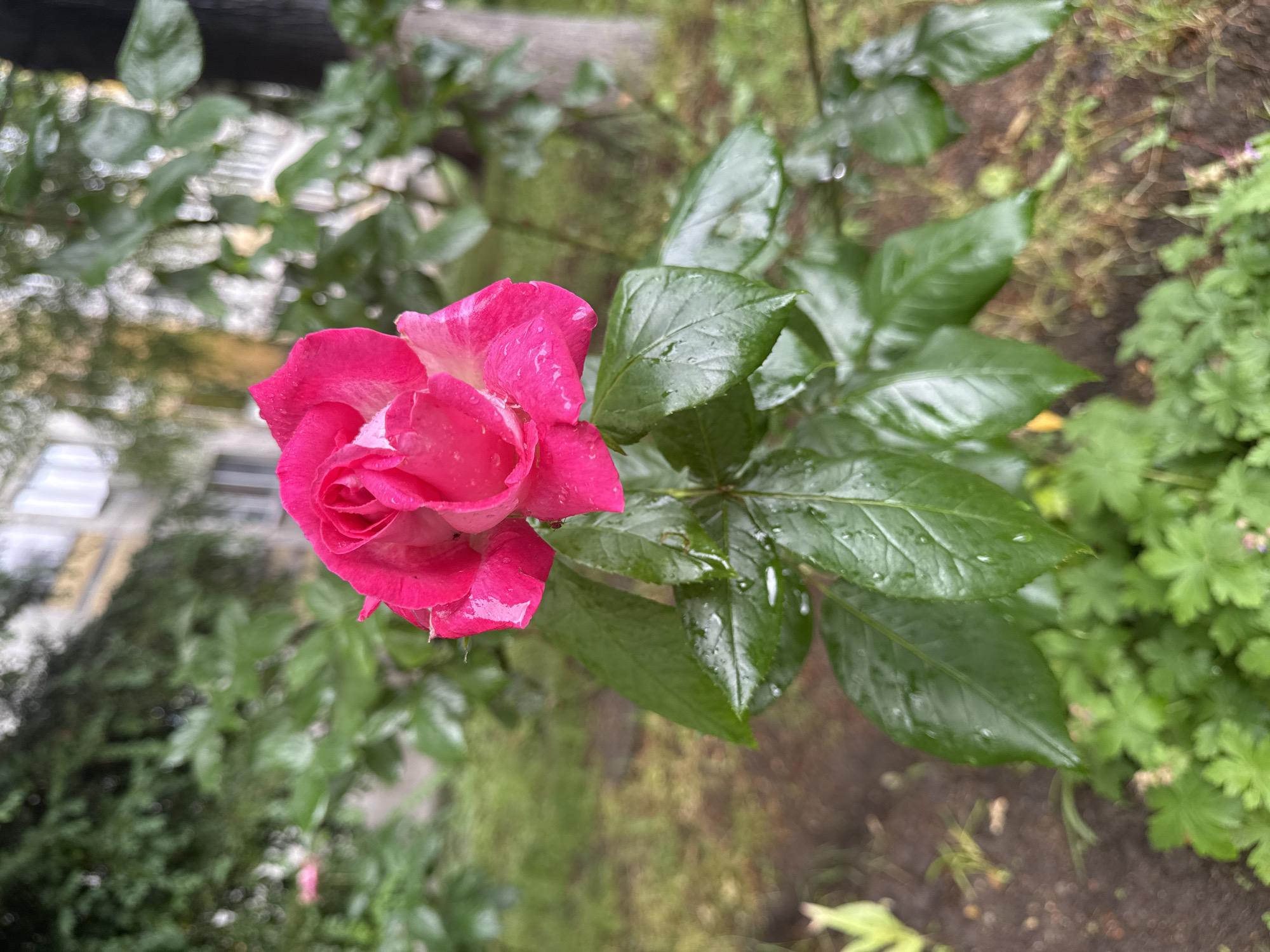 Morning dew captured on pink rose in Sofia
