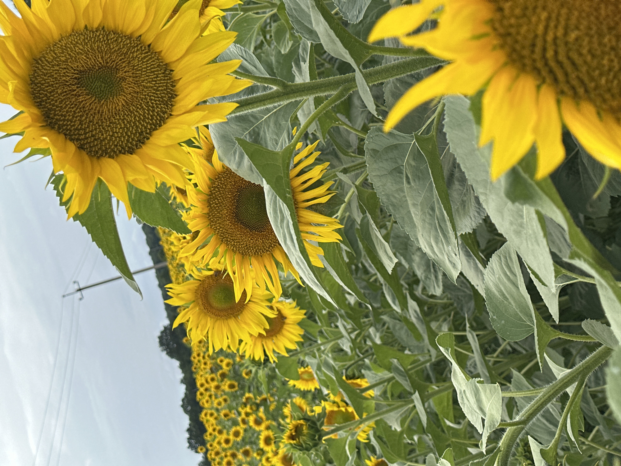 Sunflower field in Korchivka, Ukraine, with close-up nature details