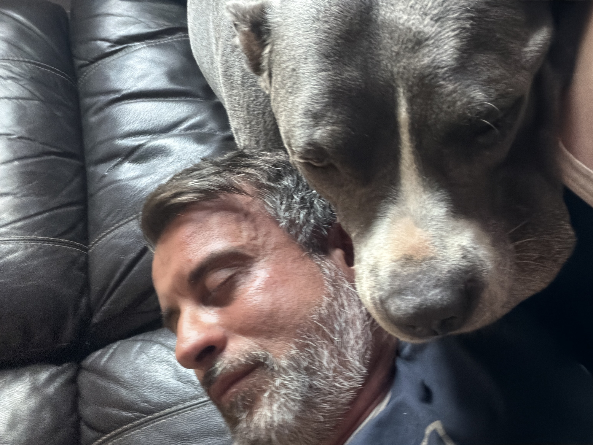 Midday nap with a dog on a dark couch in Luxembourg
