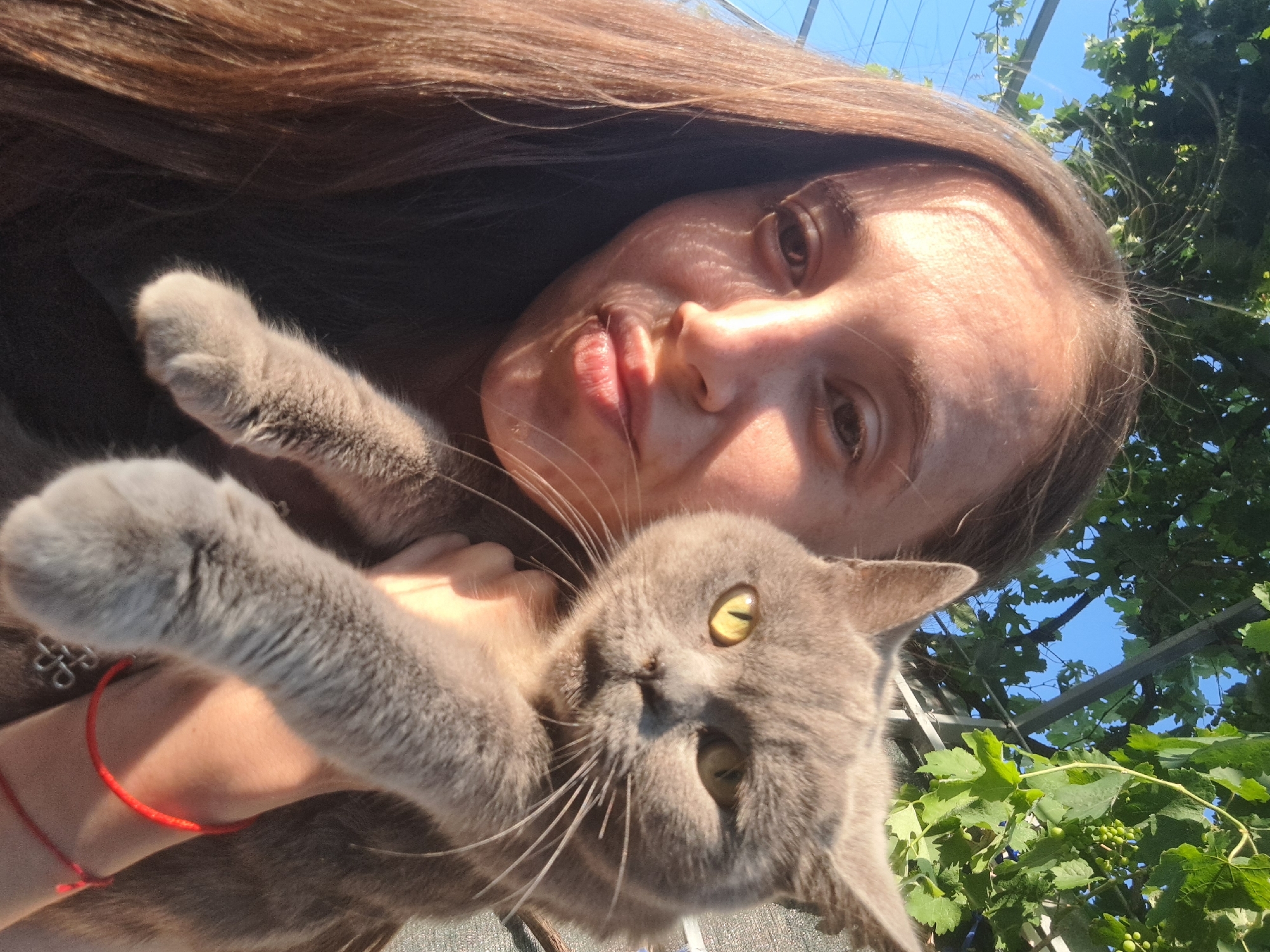 Grey cat hanging out in Vypasne, Ukraine