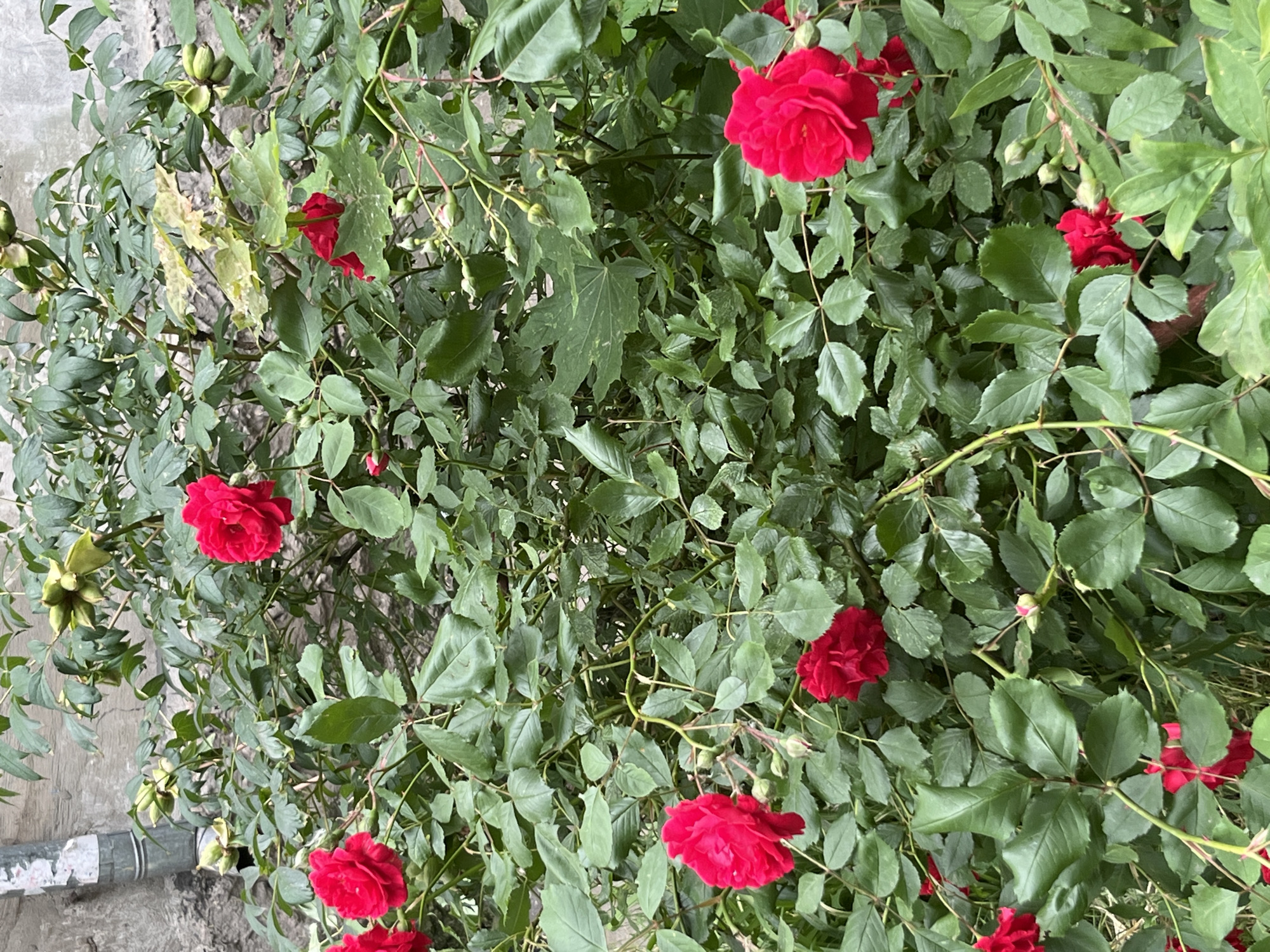 Rose gardens bloom amid urban landscape in Kryvyi Rih
