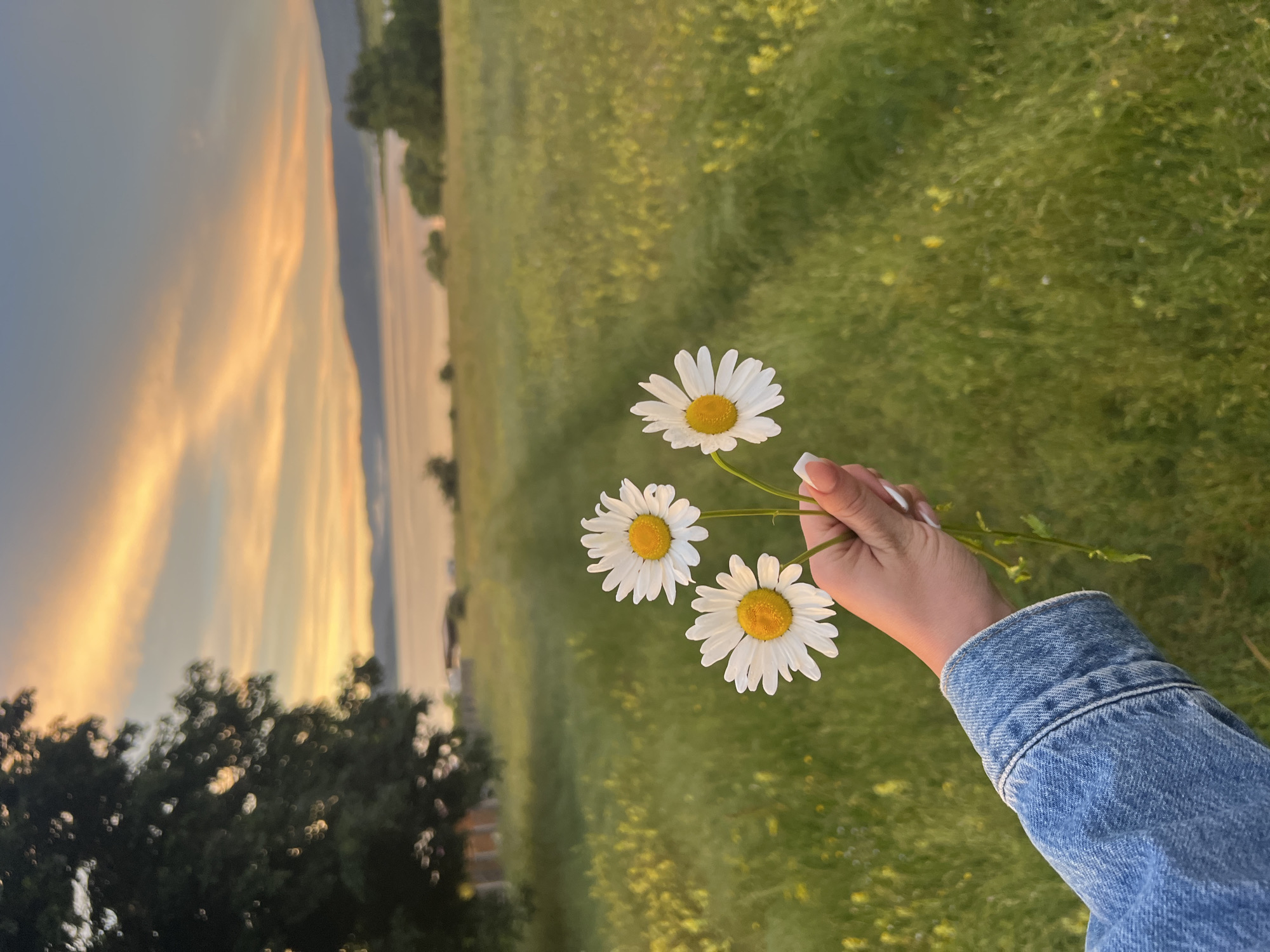 Heart balloon and daisies in a Bulgarian meadow at sunset