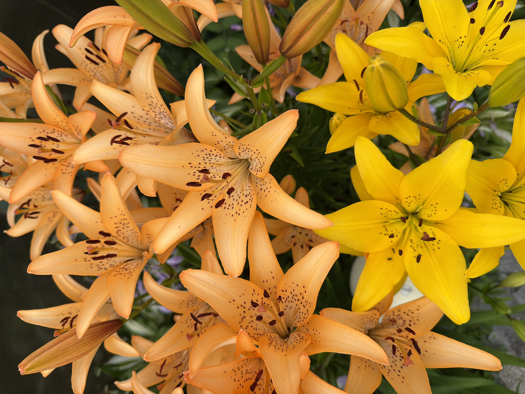Summer garden in full bloom, Boyarka
