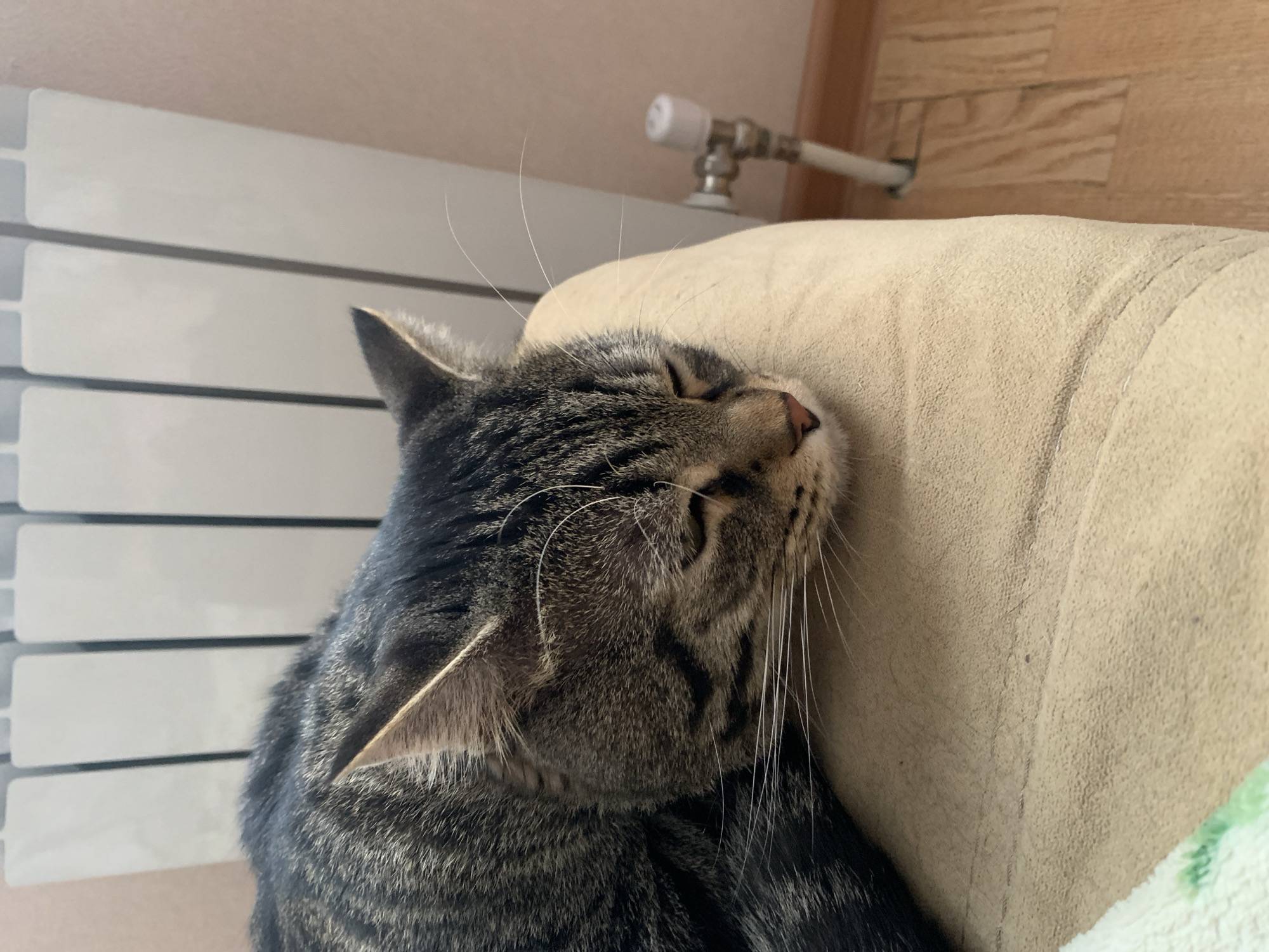 Tabby cat sleeps peacefully indoors in Stavropol, Russia