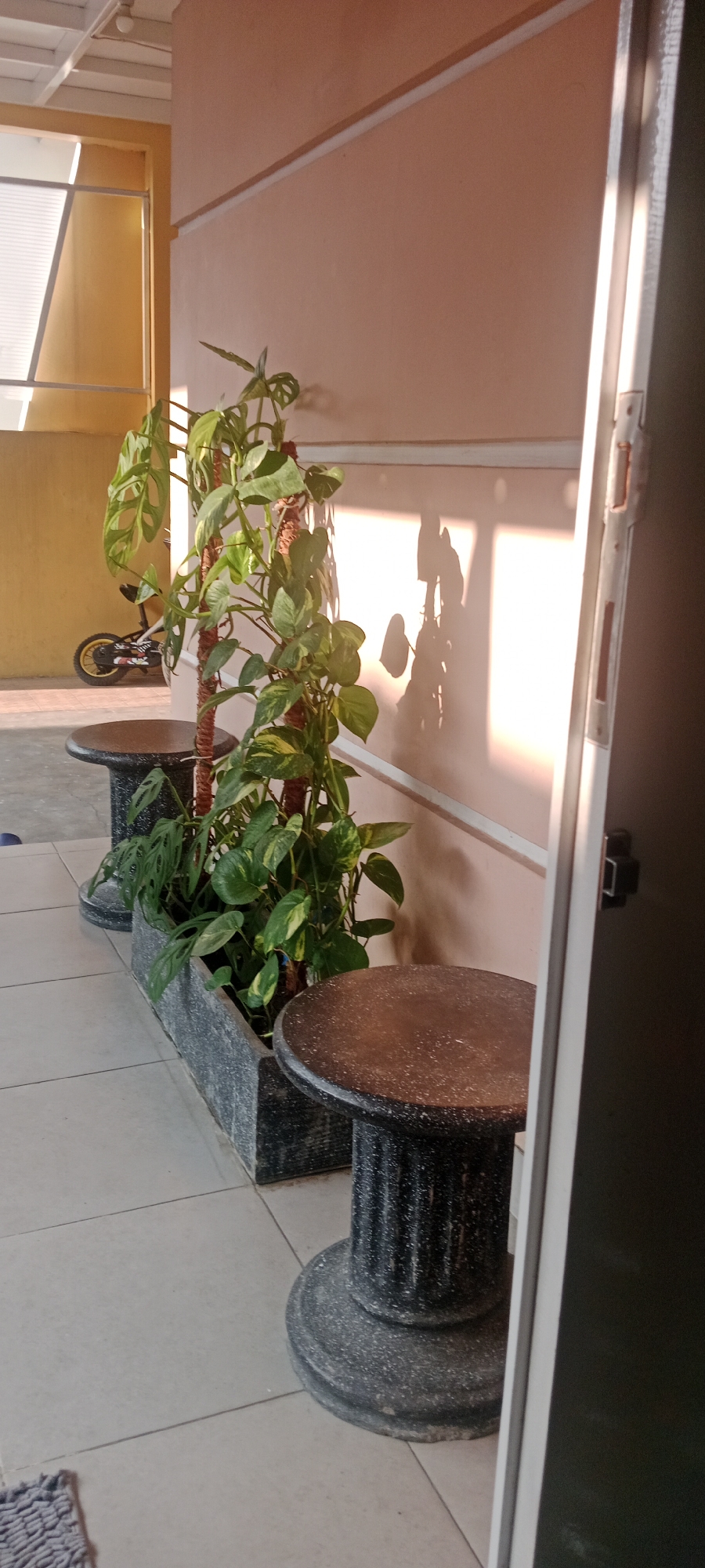 Backyard morning in Maguwoharjo: ponds, plants, and play