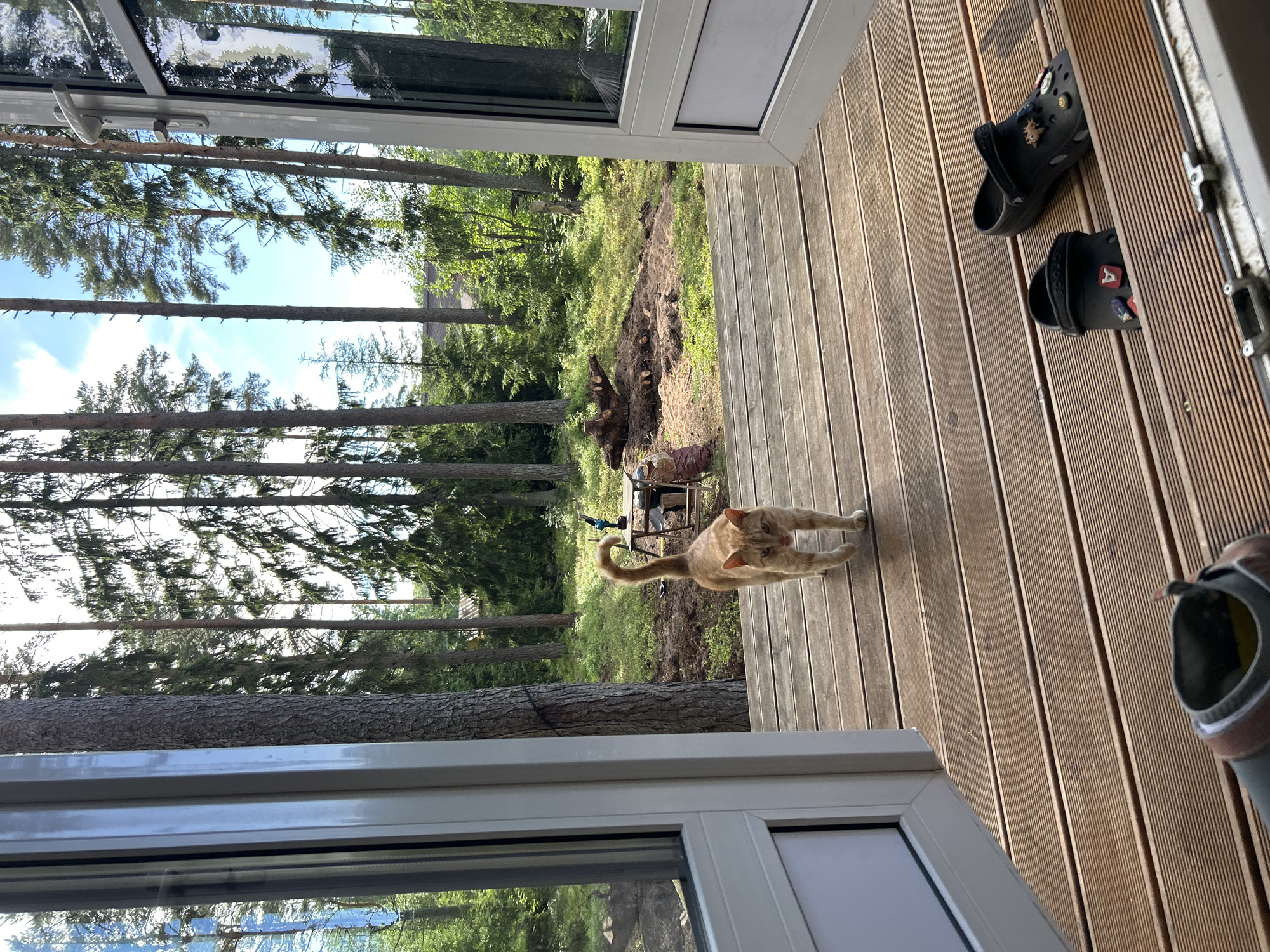 Summer solstice dacha day: cats, salad, and forest views