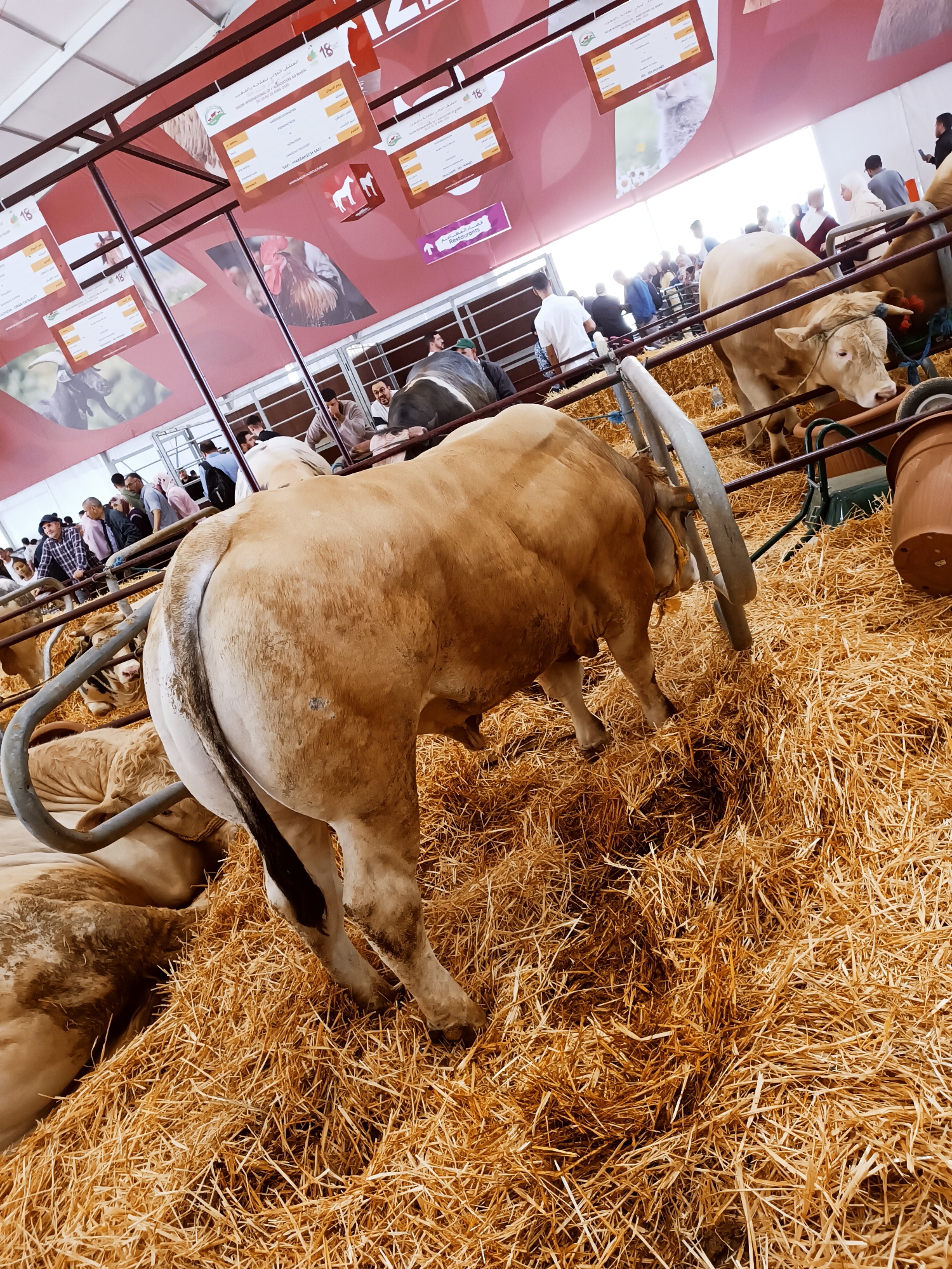Livestock exhibition draws crowds in Meknes, Morocco