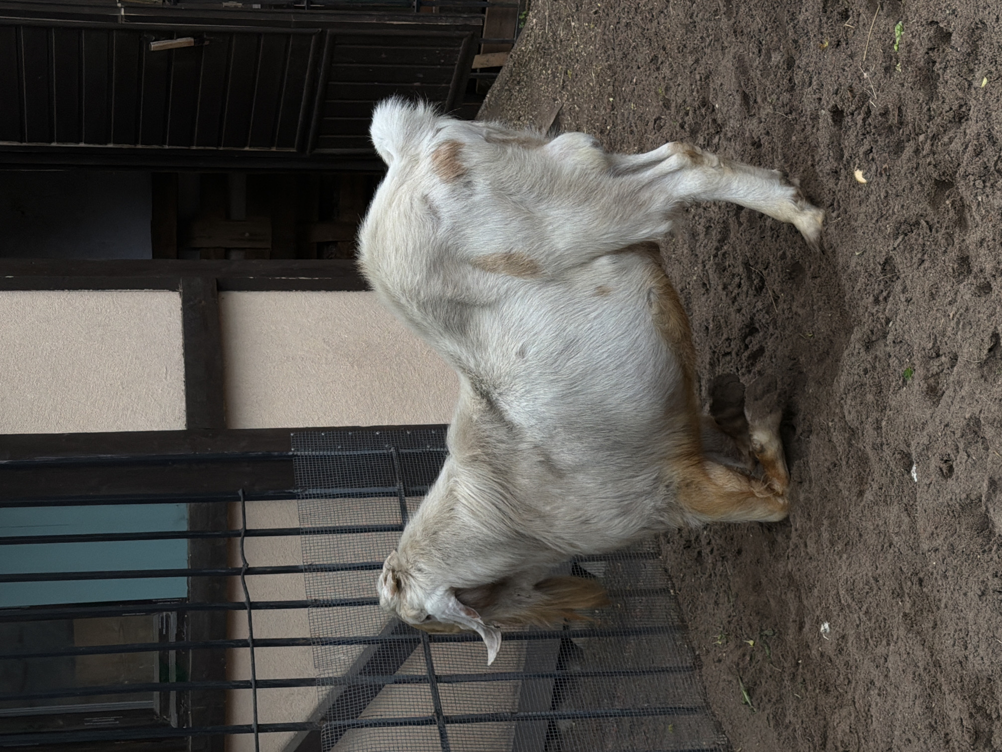 Visitors document animals at Saint Petersburg petting zoo facility