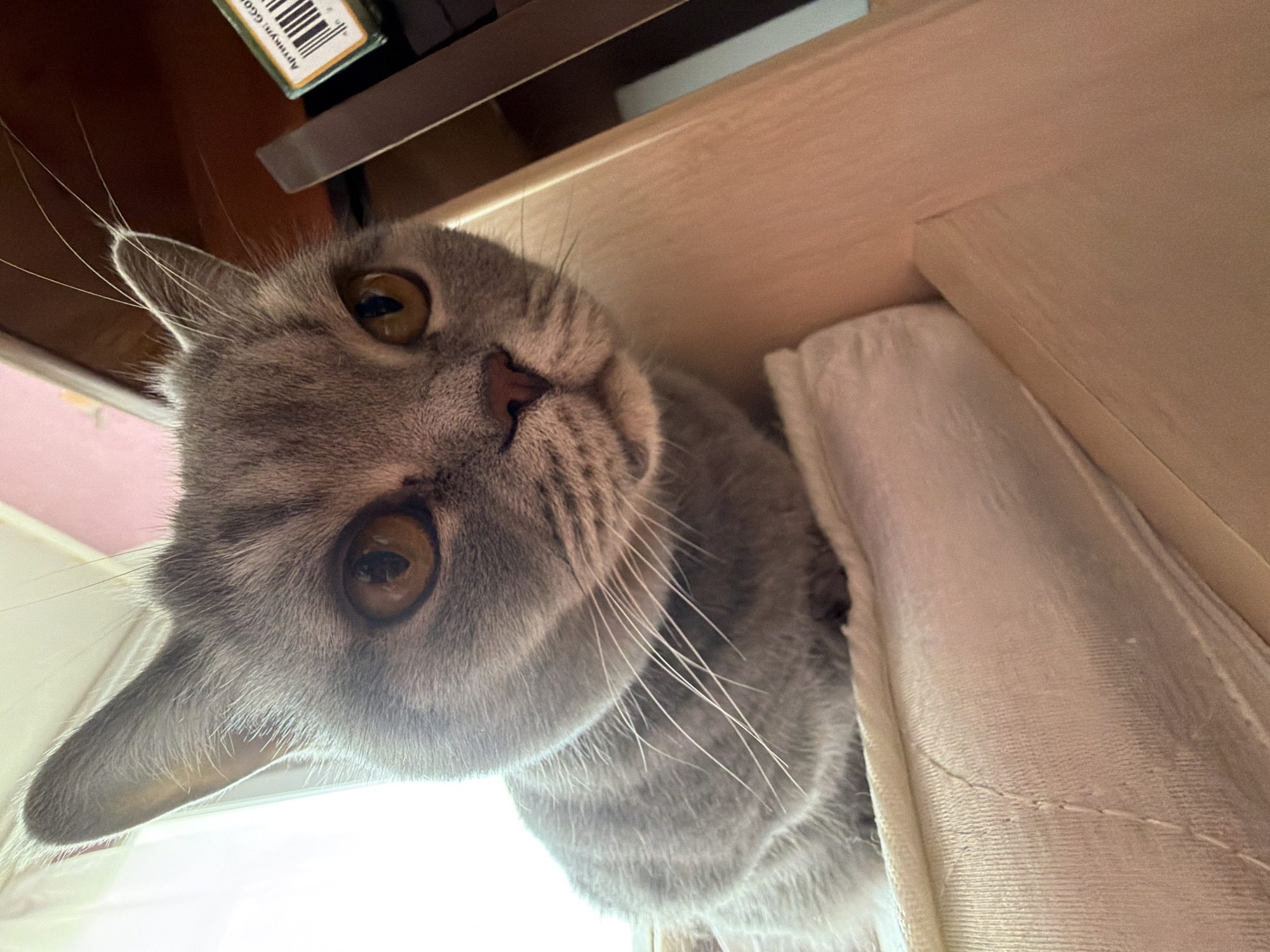 Grey cat photographed peering from elevated spot in Perm