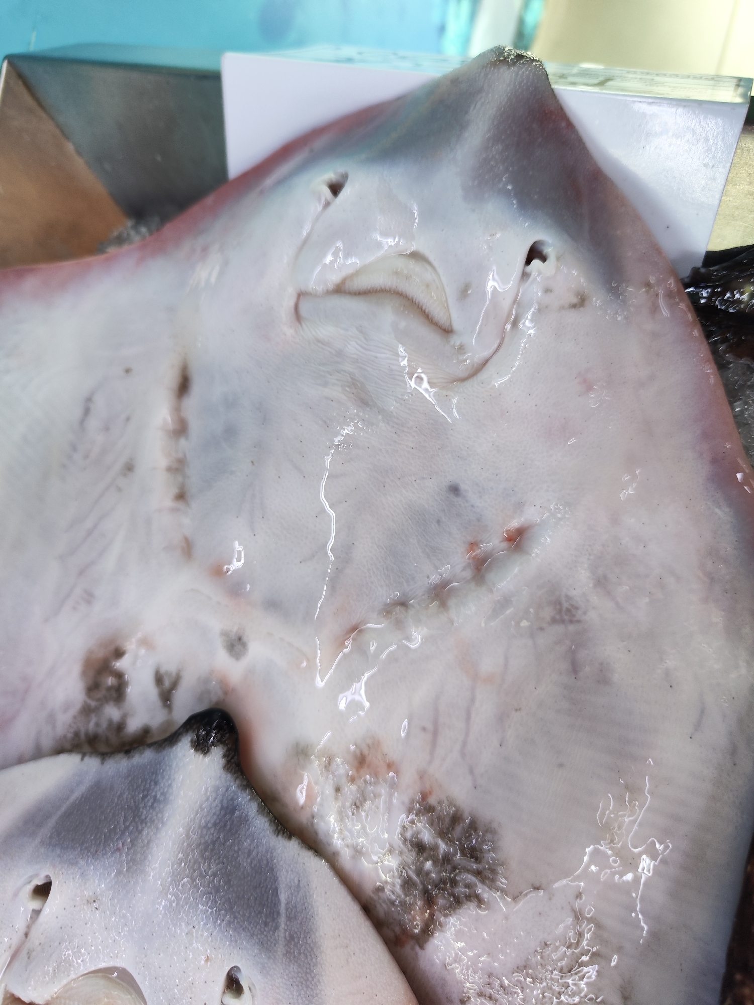 Fresh seafood prepared and displayed at Ribeira Grande fish market