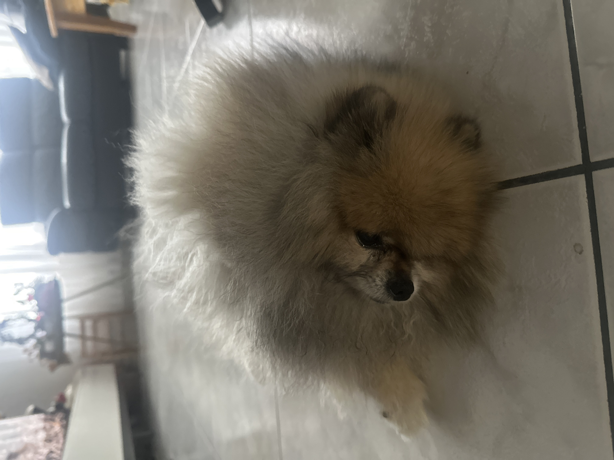 Pomeranian dog rests on tiled floor in Wattrelos home