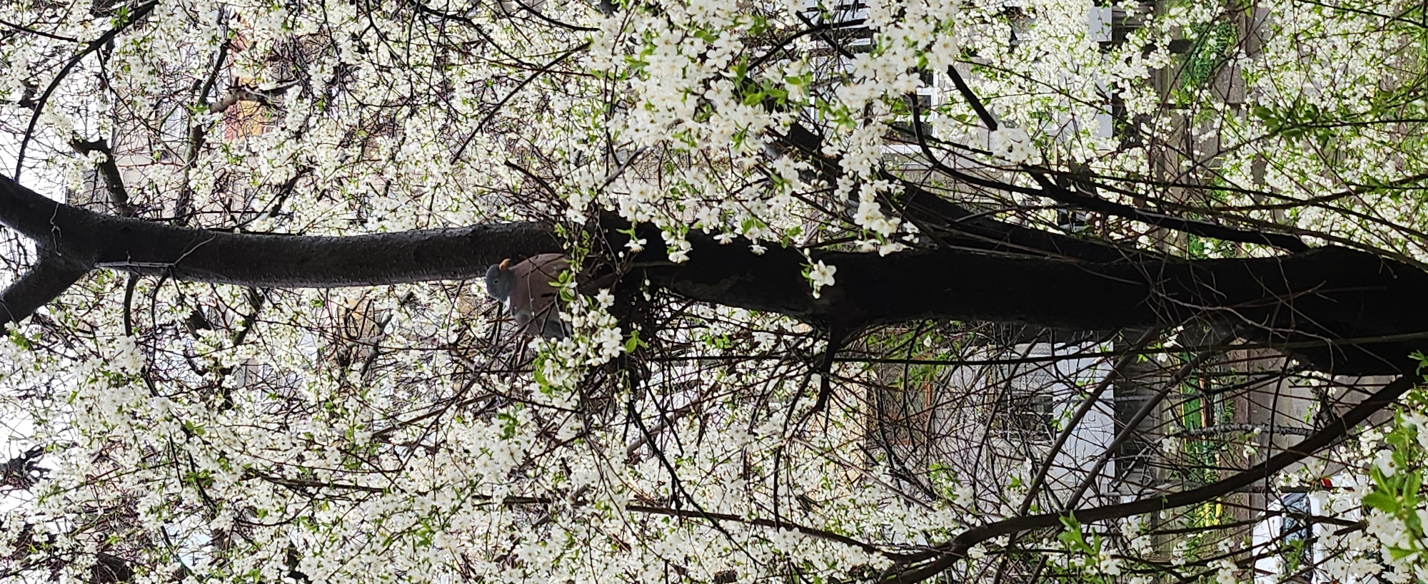 Pigeon perches in blossoming tree in Ruse park