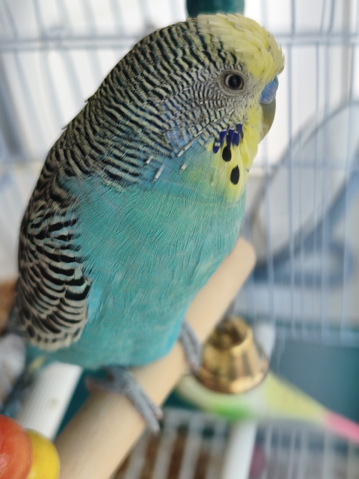 Summer morning snapshots from Chaikovsky — pets, toys, and the river