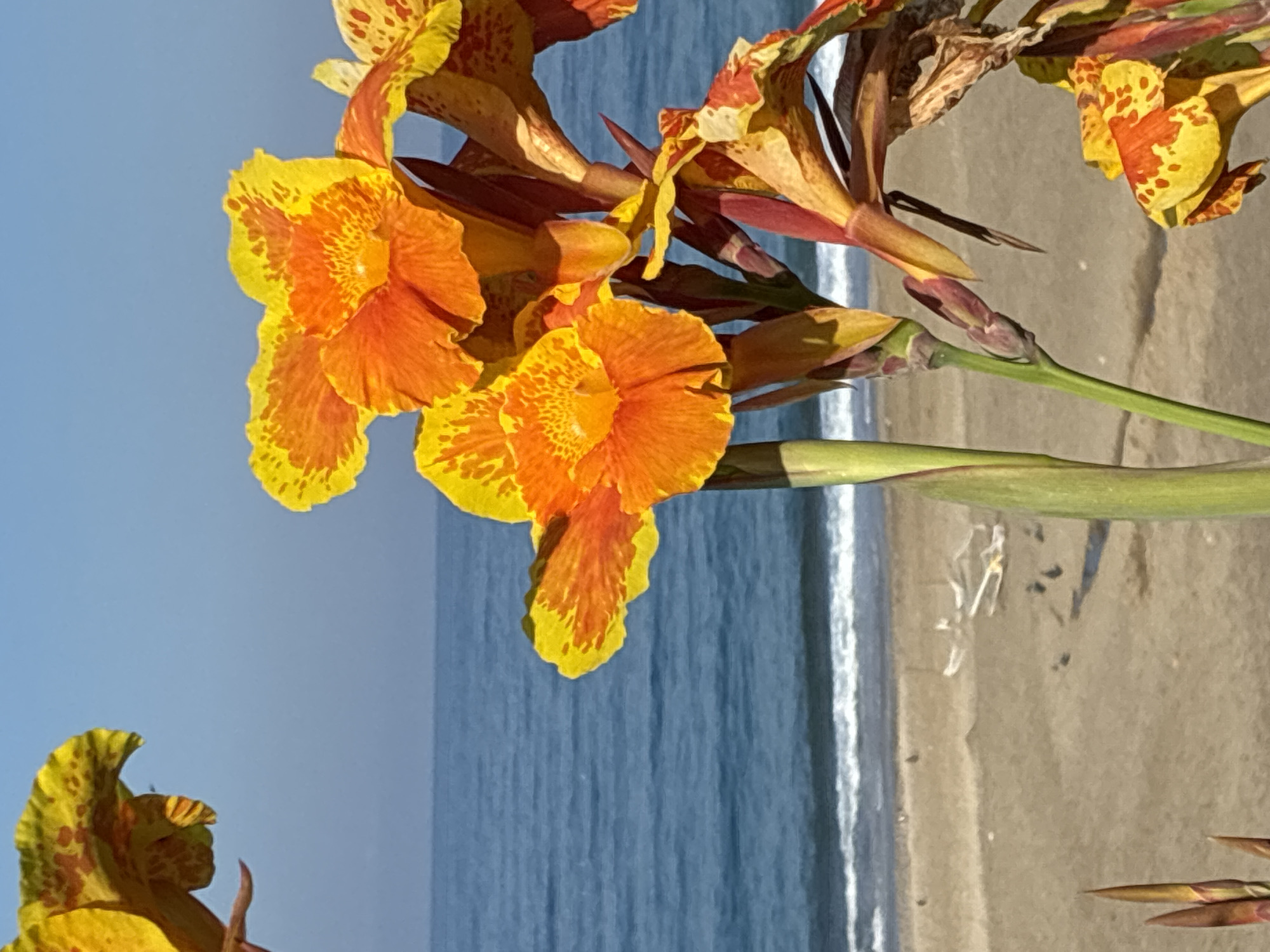 Morning scenes from sunny Alanya: flowers, joggers, city views