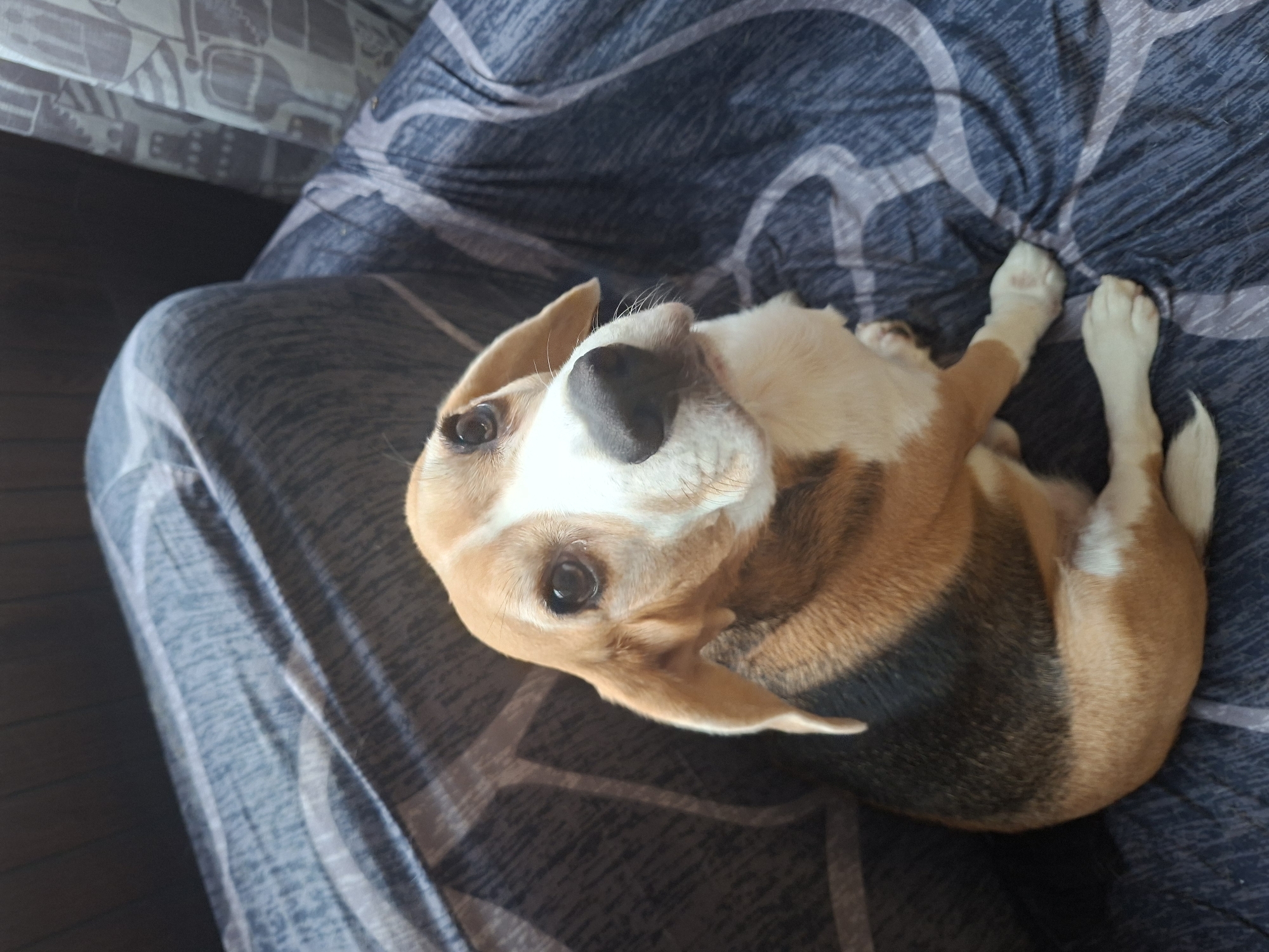 Beagle at home in Odintsovo, indoors and out