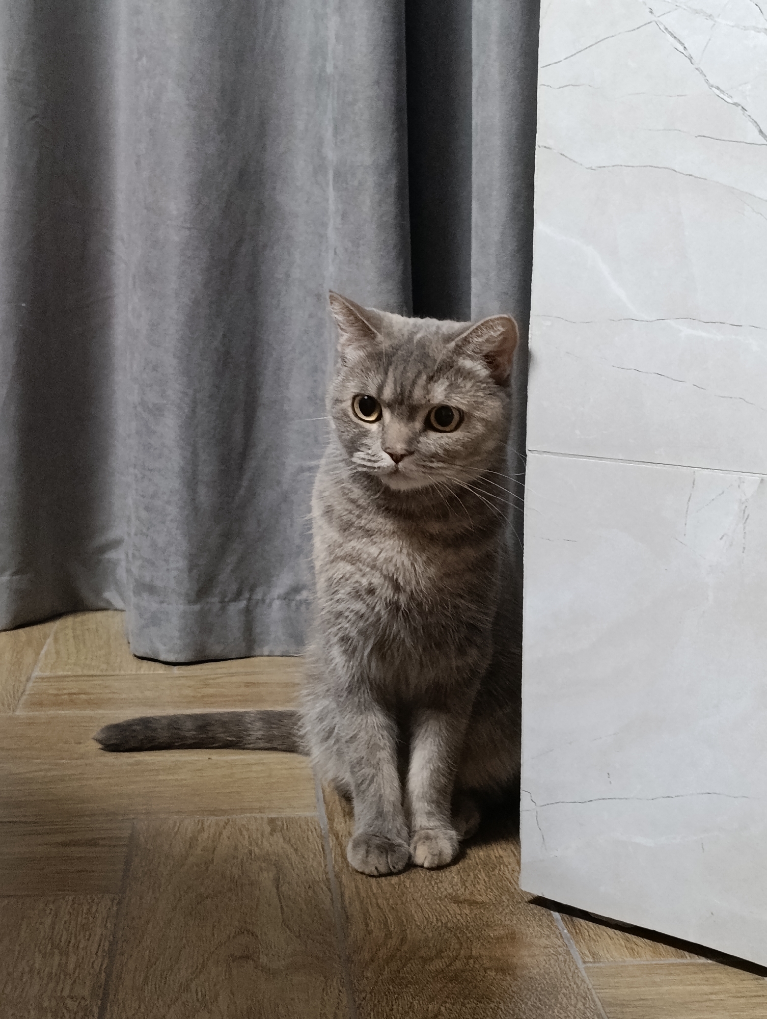 Domestic cat documented through evening in Chaikovsky, Russia