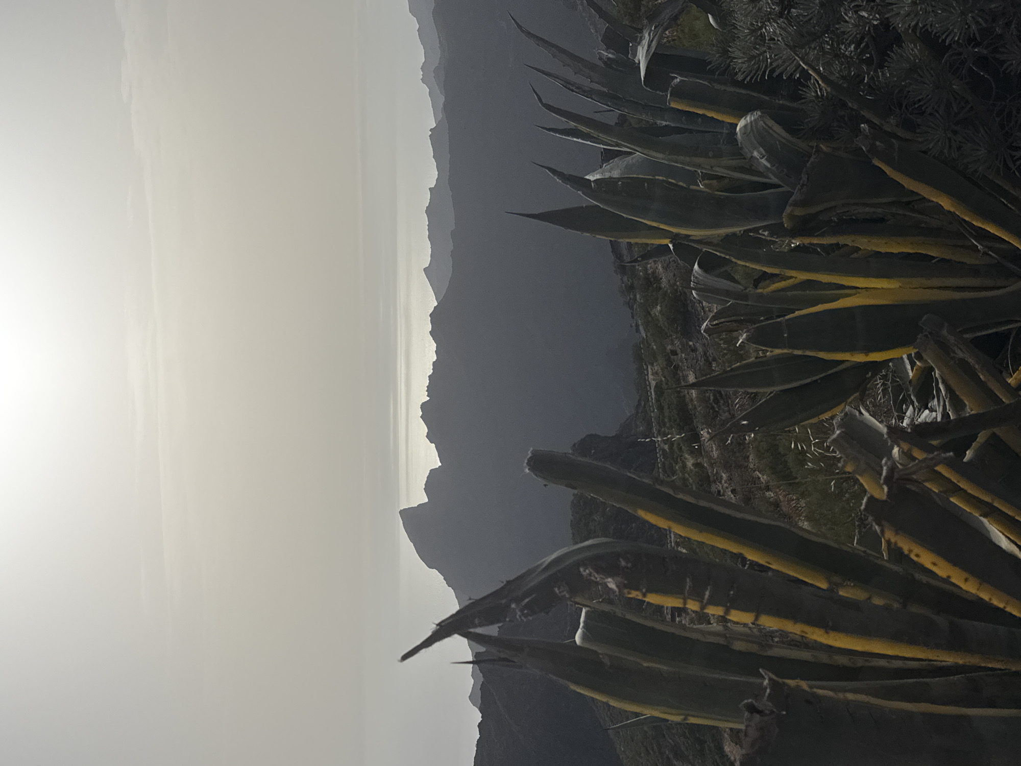 Coastal hillside landscapes: agave, settlements, and pine forests