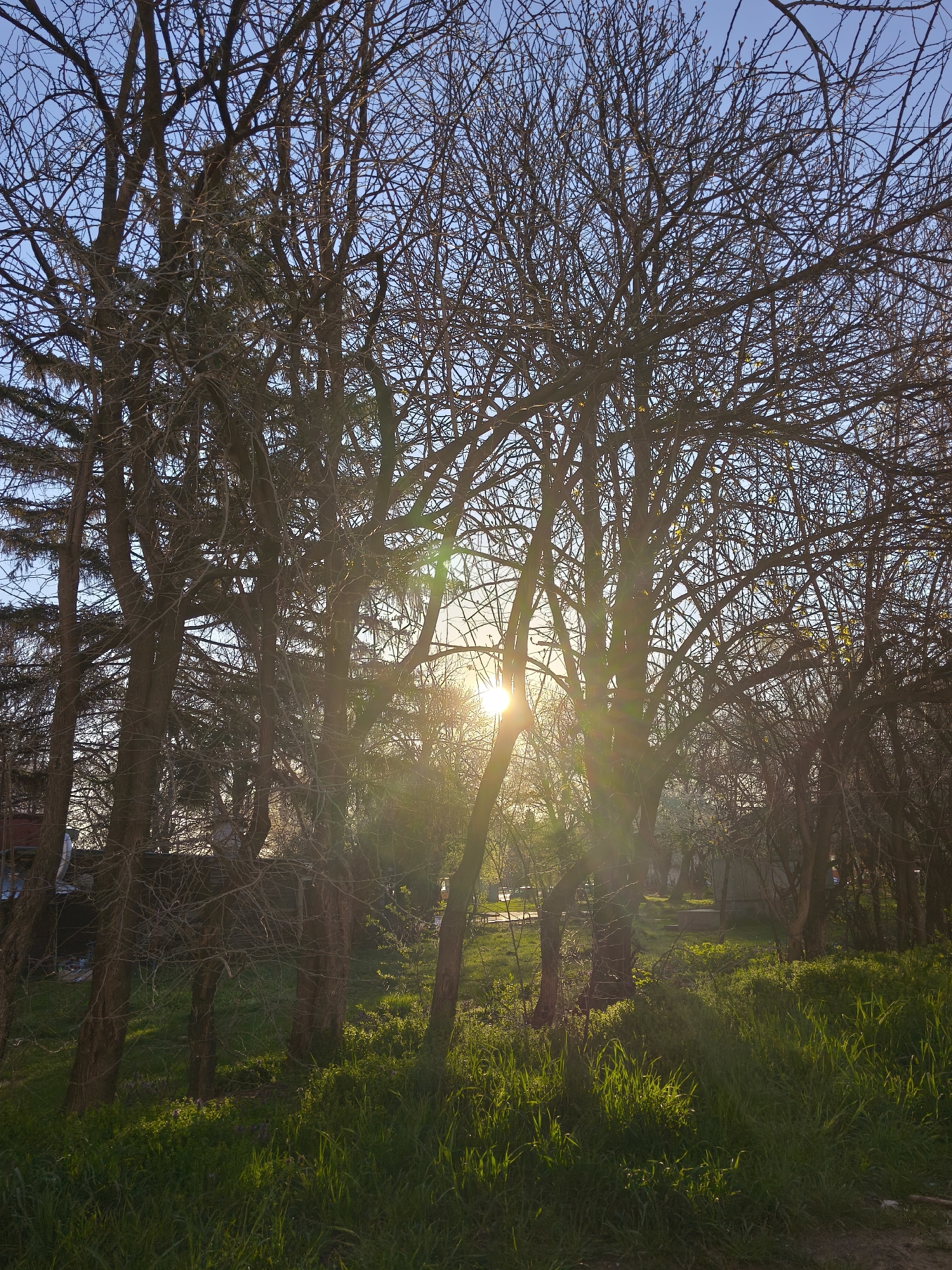 Morning sunlight through bare trees observed in Sofia