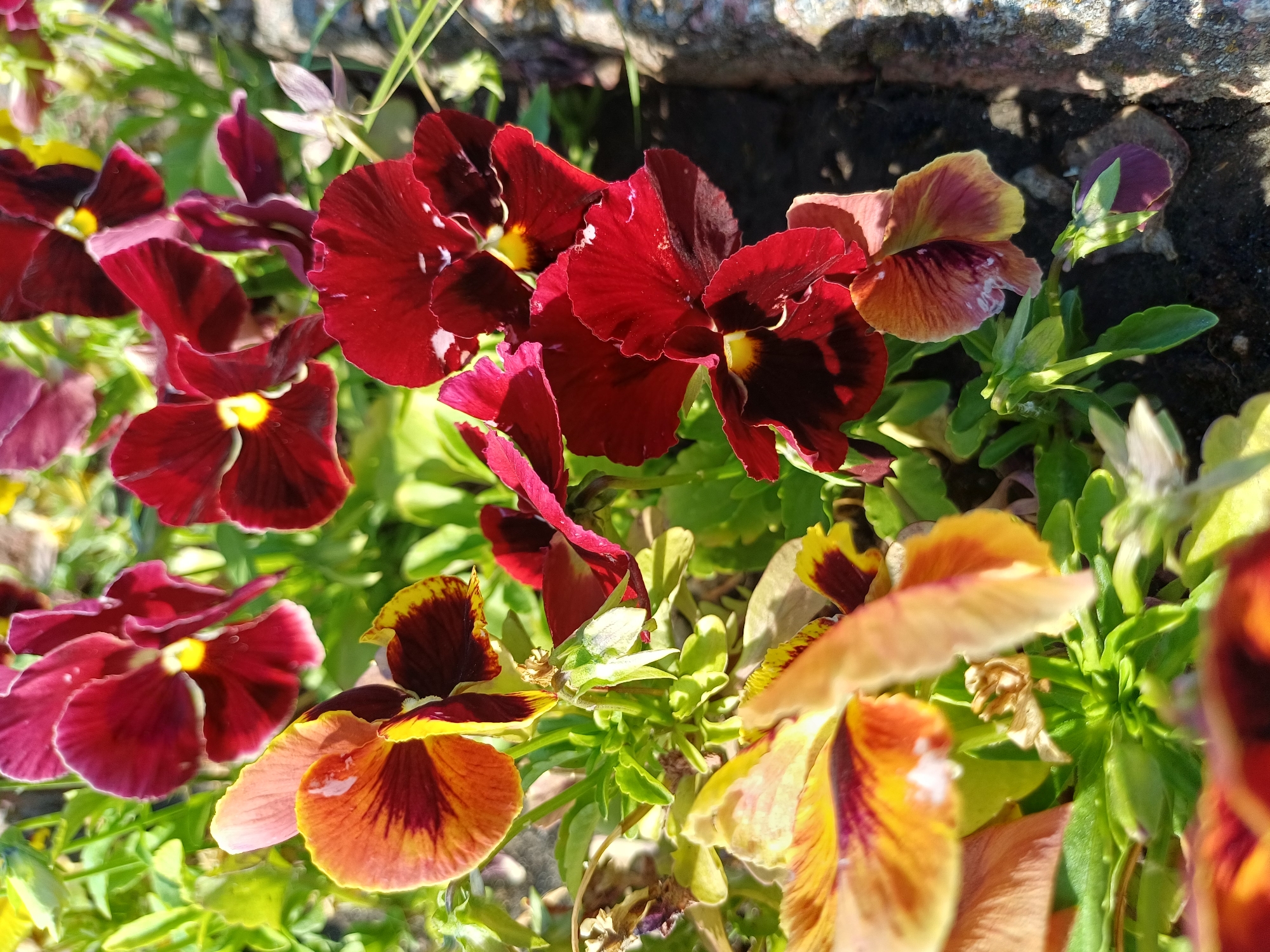 Morning around Ukrainka: streets, riverside paths, and garden flowers