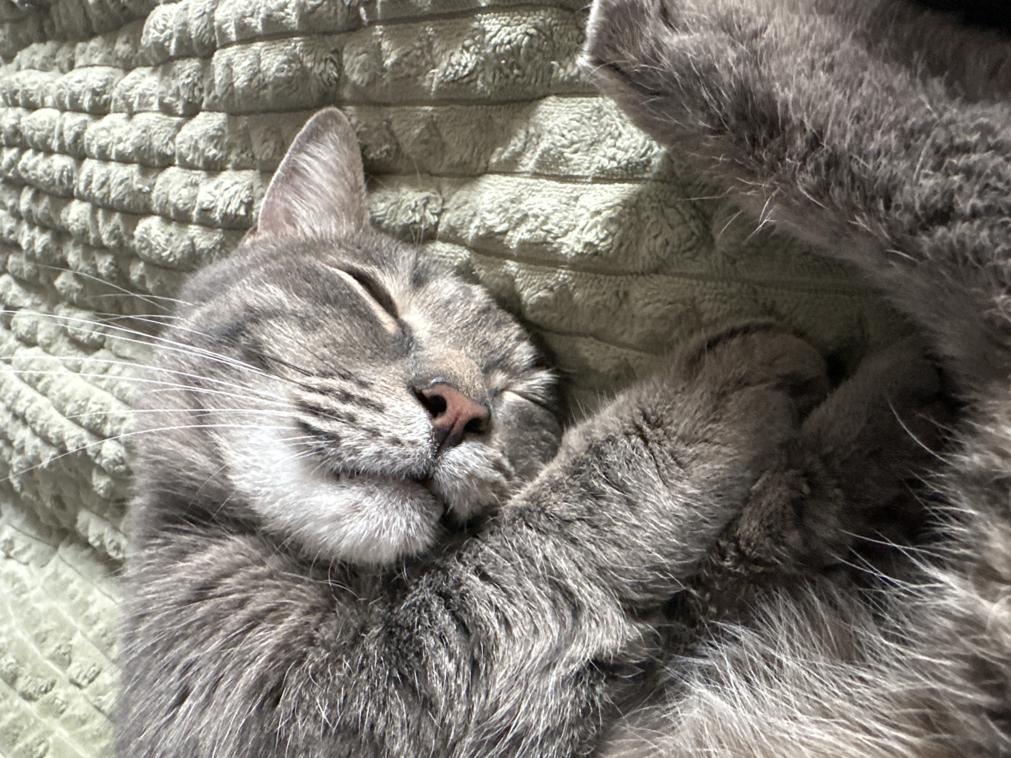 Cat and street scenes documented in Krasnoyarsk morning