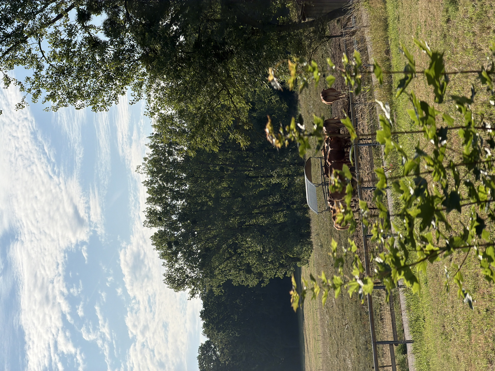 Brown cows grazing beside a shelter in rural Luxembourg