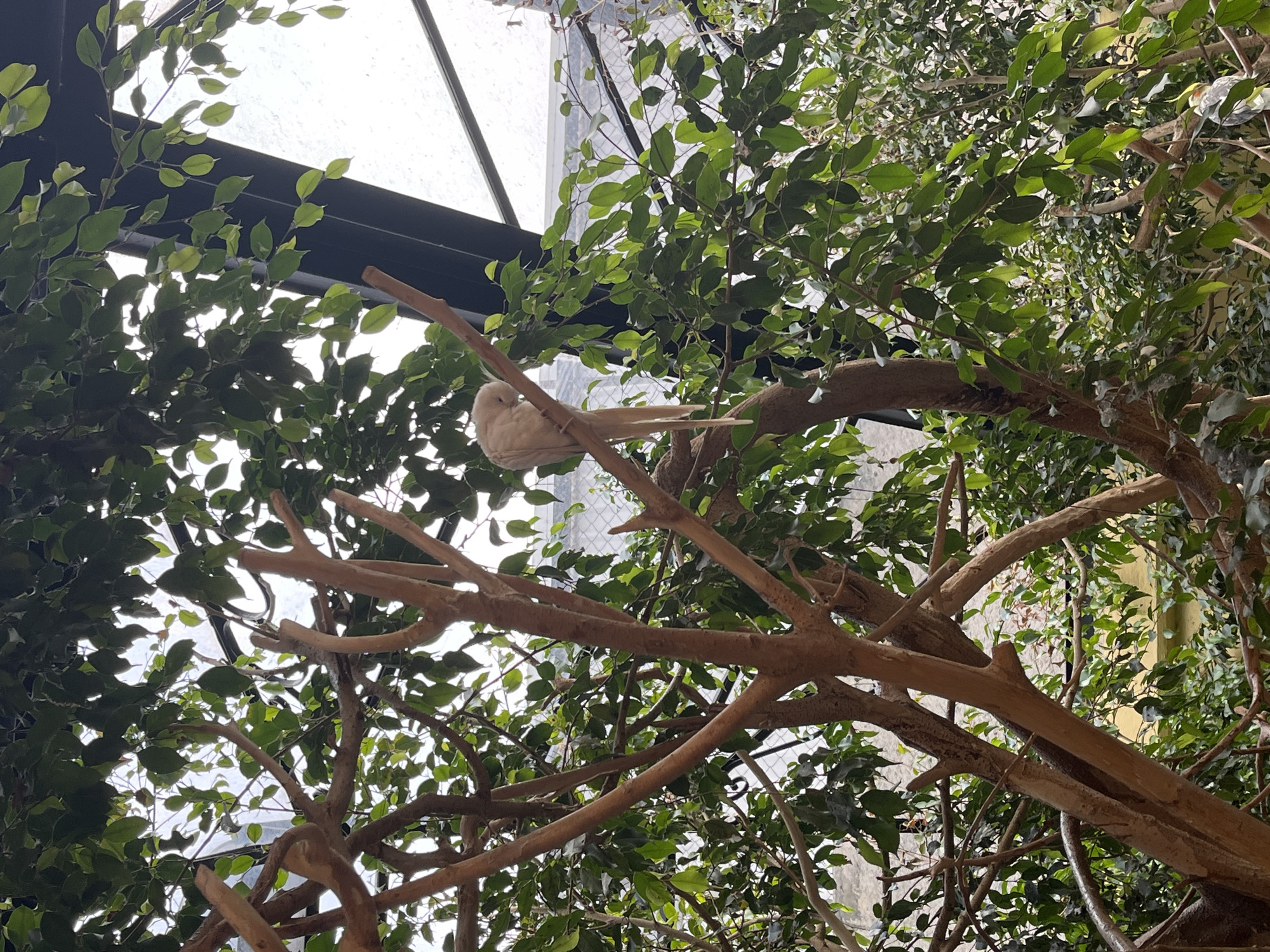Indoor aviary with exotic birds documented in Mexico City