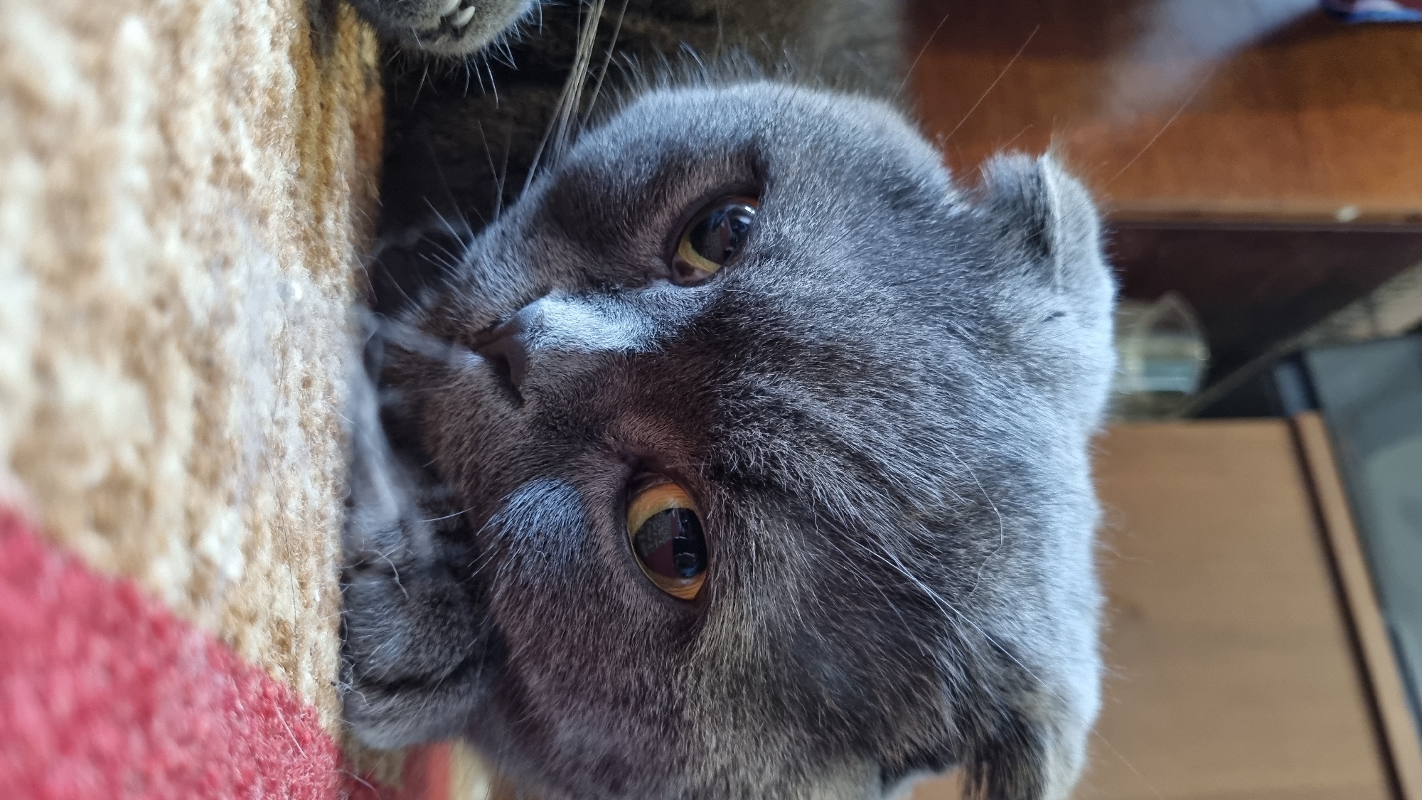 Scottish Fold cat at home, doing cat things