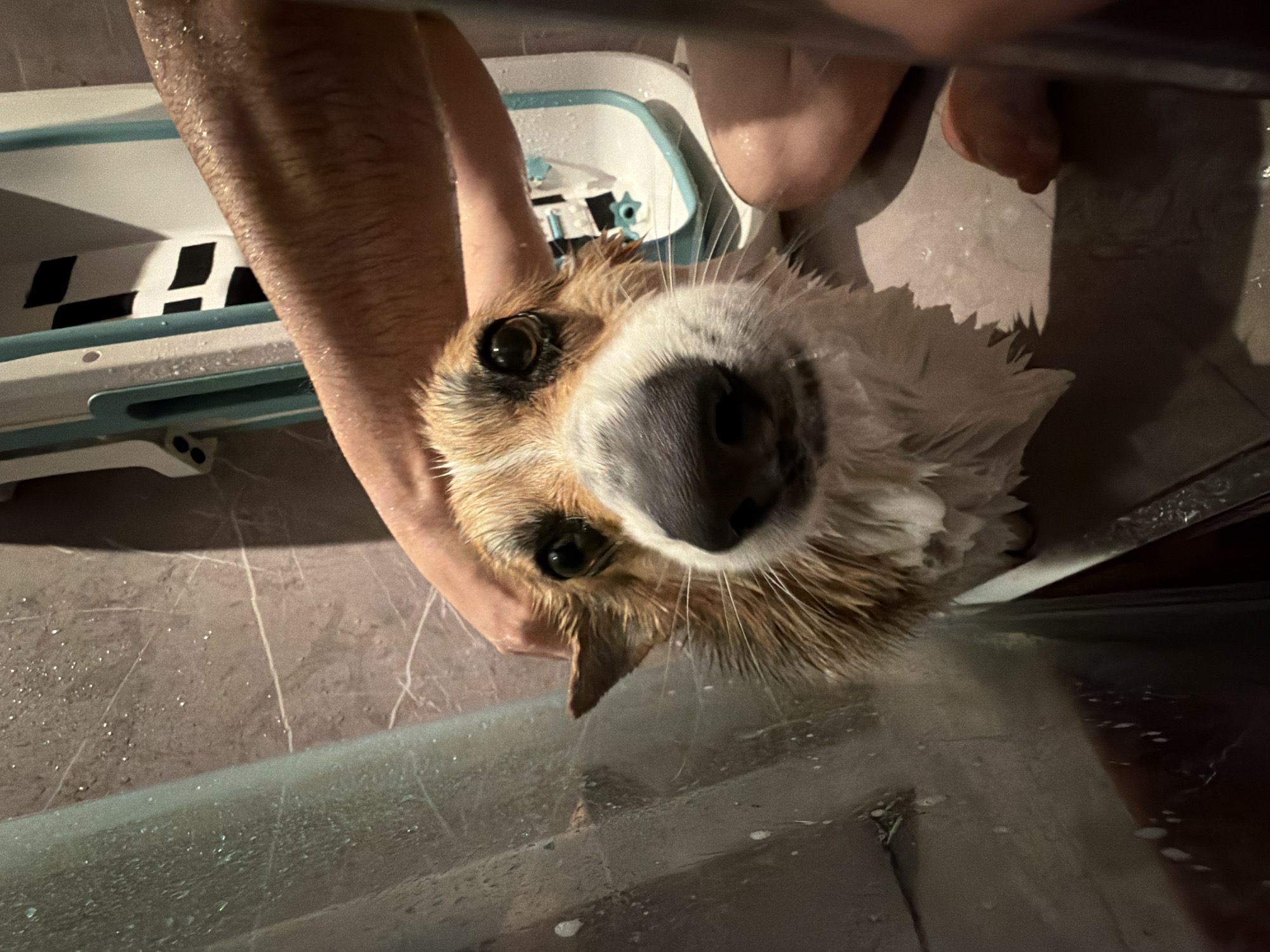 Pet bath time captured by witnesses in Gangloff