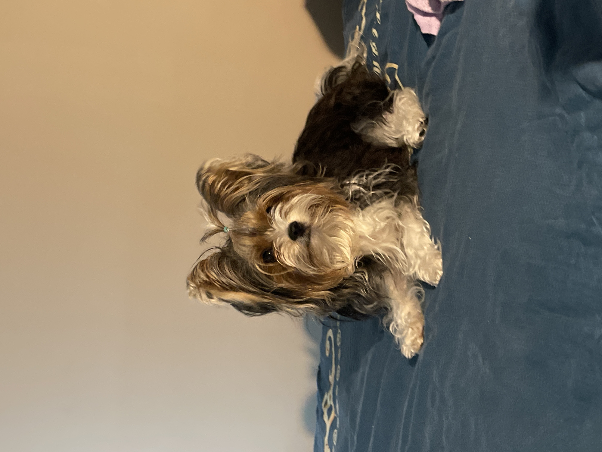 Evening moments with Yorkshire Terrier and cityscape in Sochi