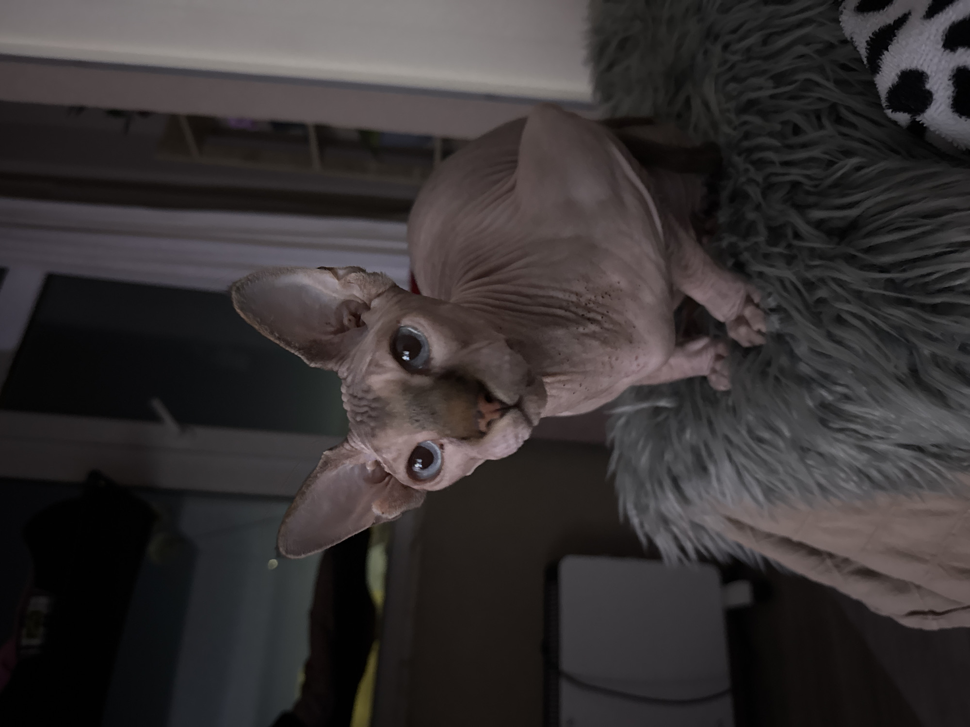Sphynx cats photographed resting indoors in Figueira da Foz