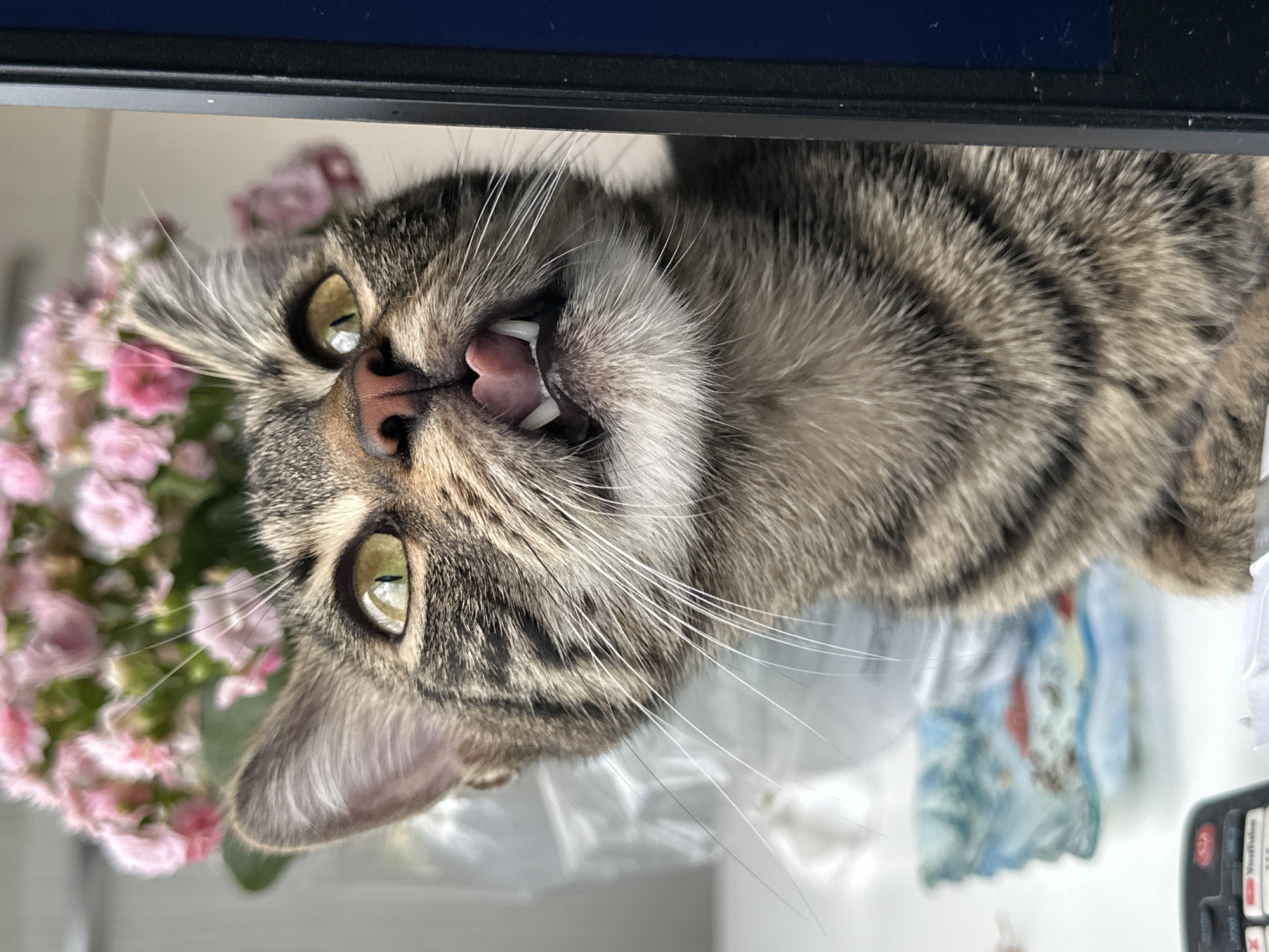 Green-eyed tabby cat explores a Sofia apartment morning