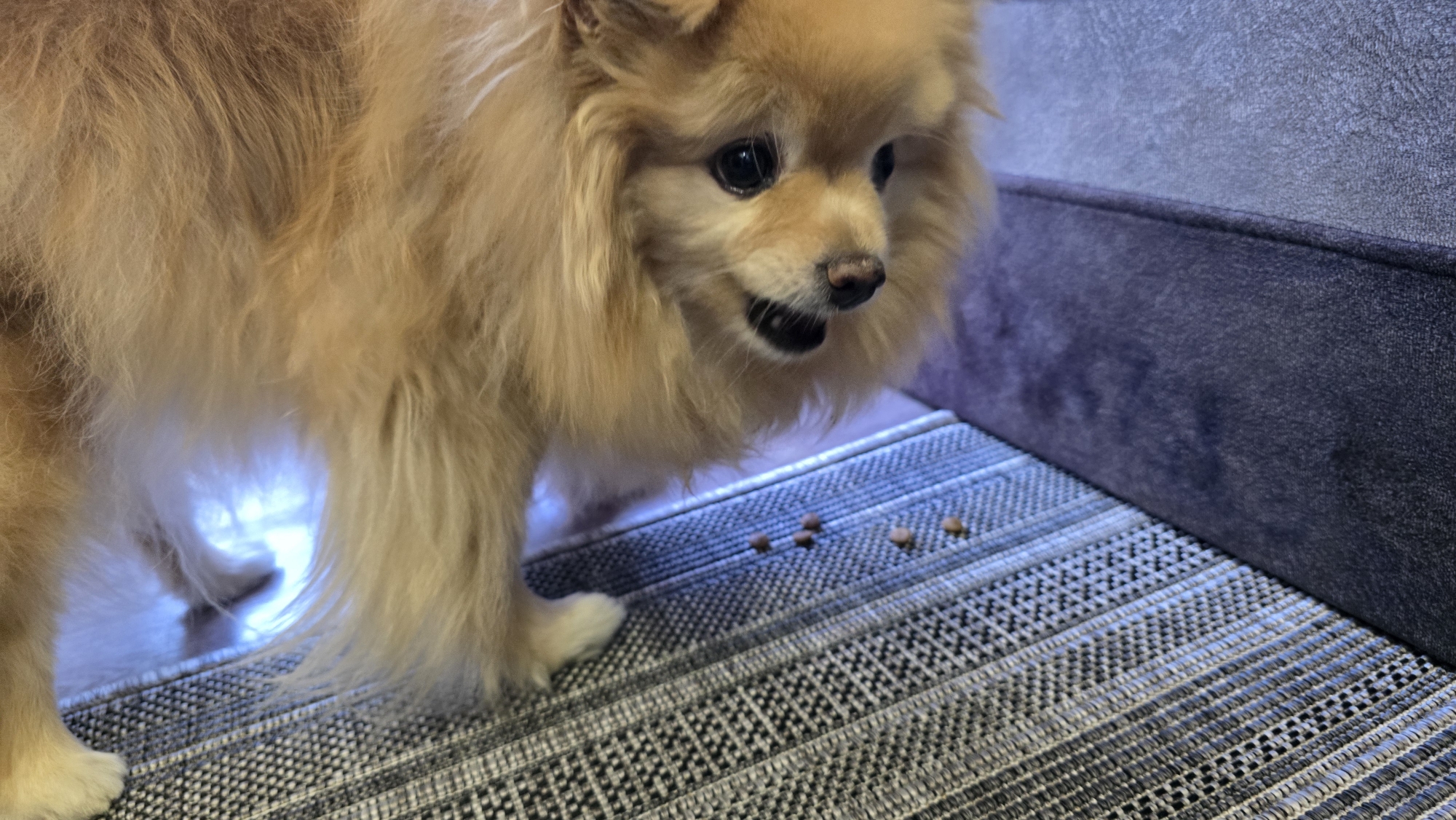 Pomeranian relaxing around a Russian home interior