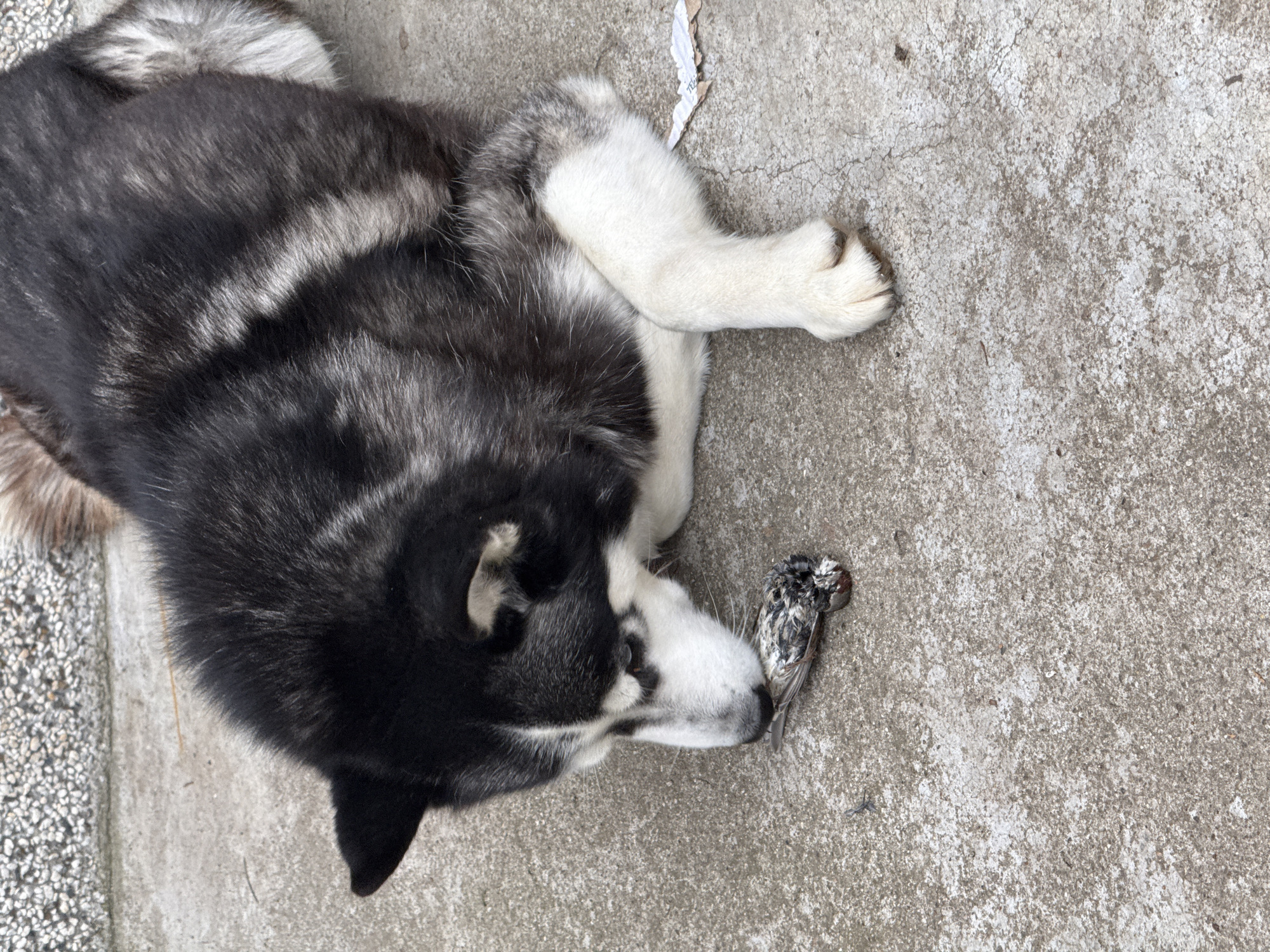 Husky rests near dead bird on concrete in Bulgaria