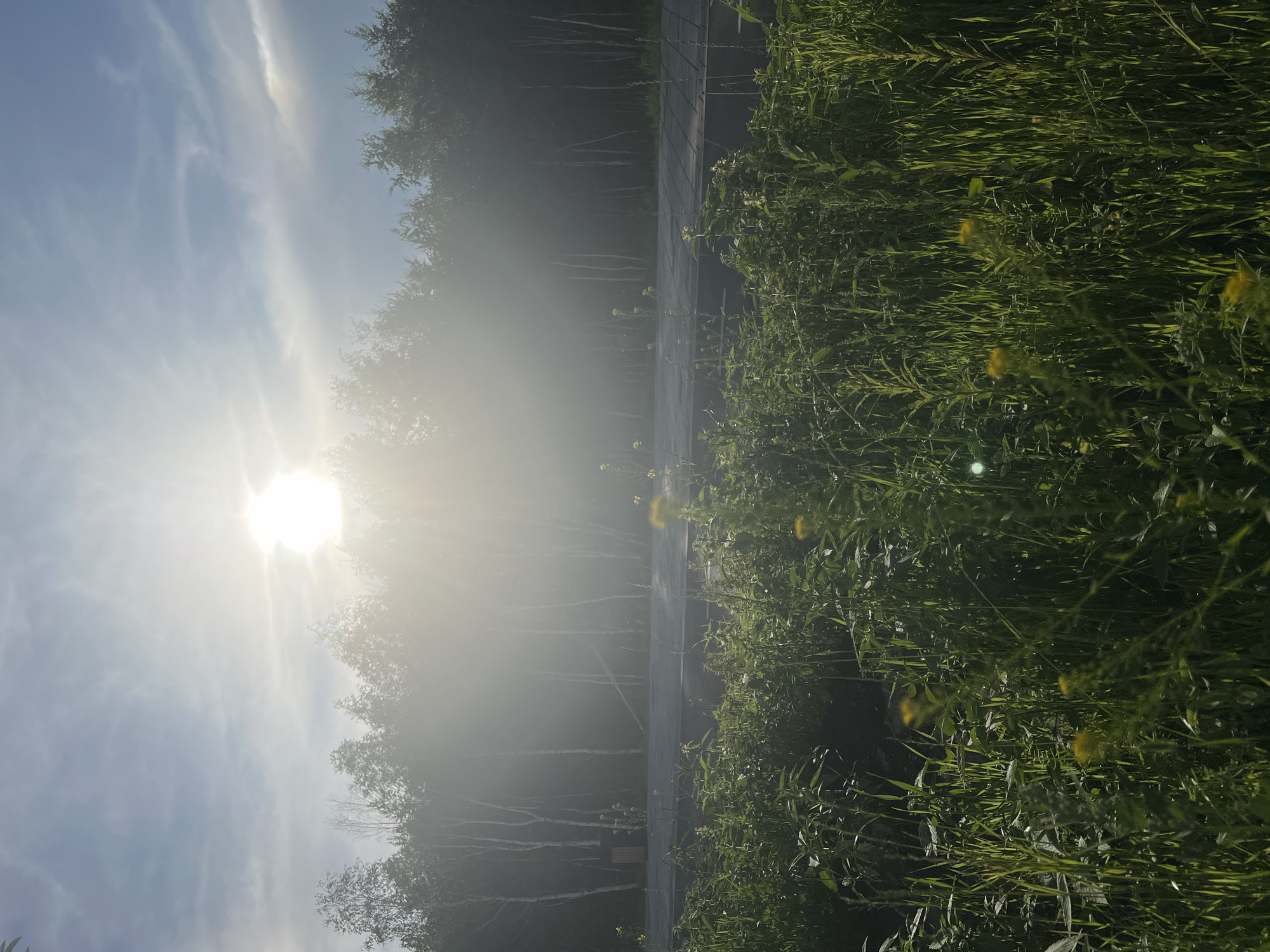 Summer stroll through Yekaterinburg's urban-nature blend