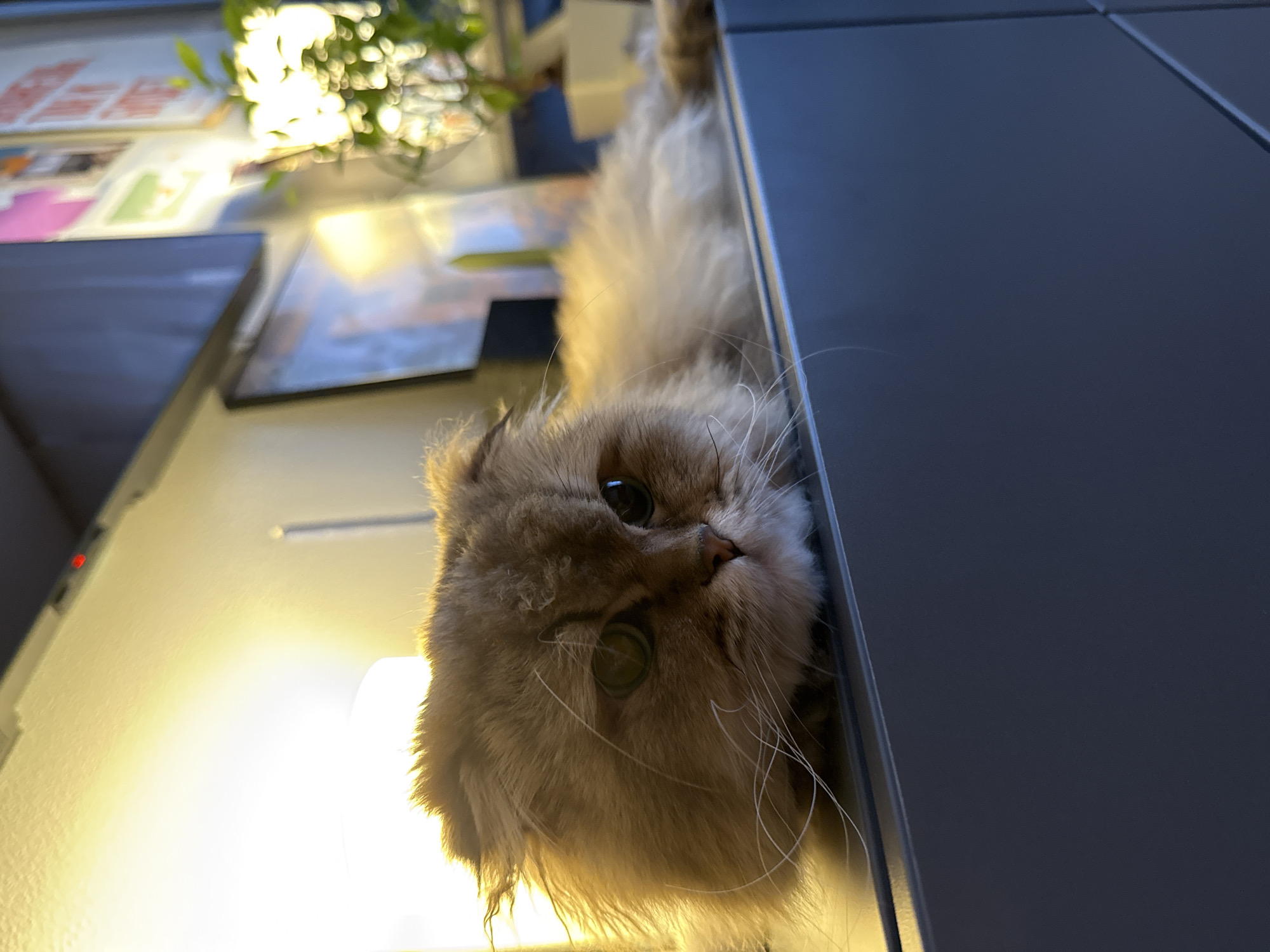 Persian Cat Observed Near Wilting Rose Arrangement in Moscow