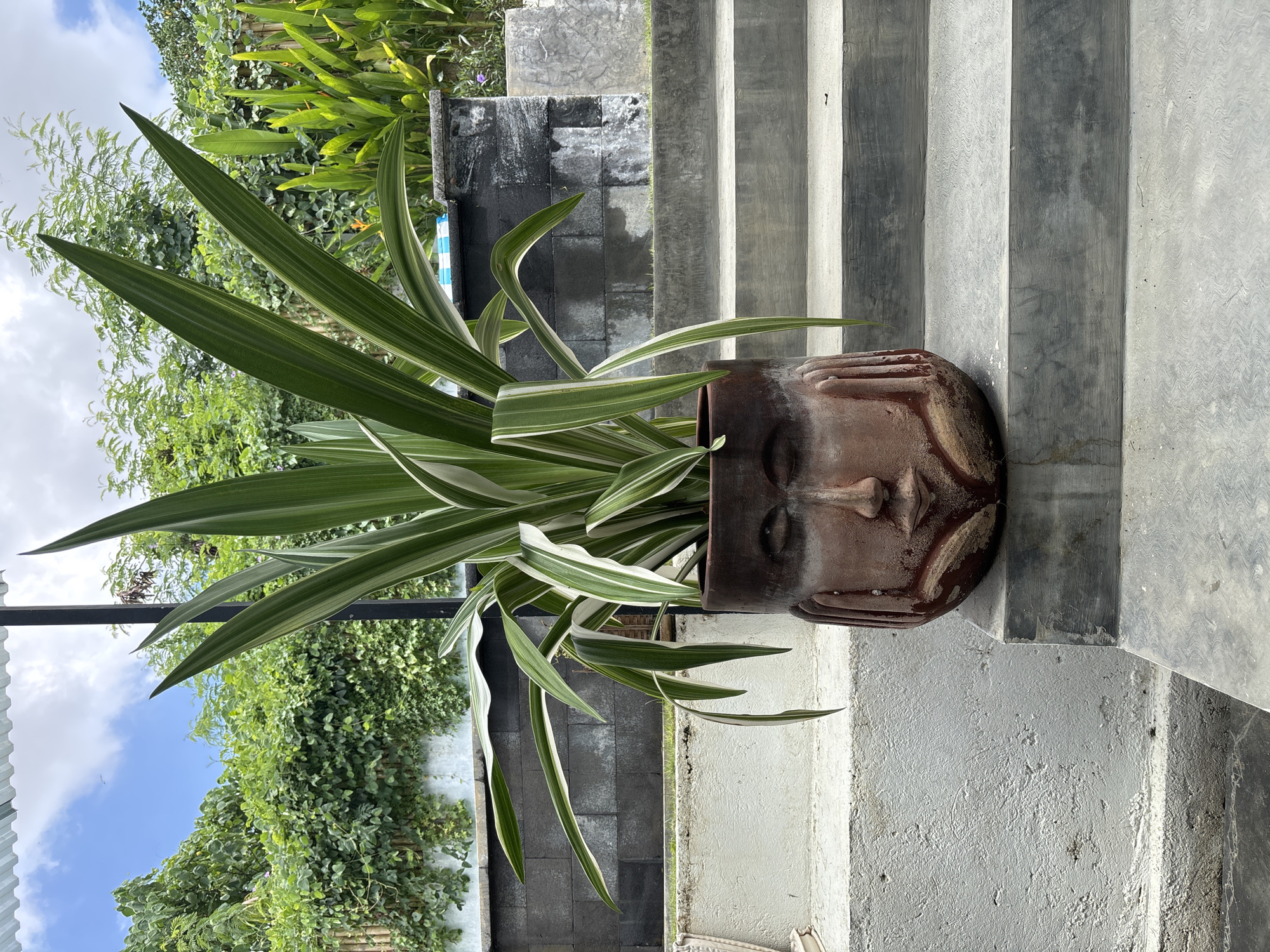 Decorative face-pot plant spotted on concrete stairs in North Kuta