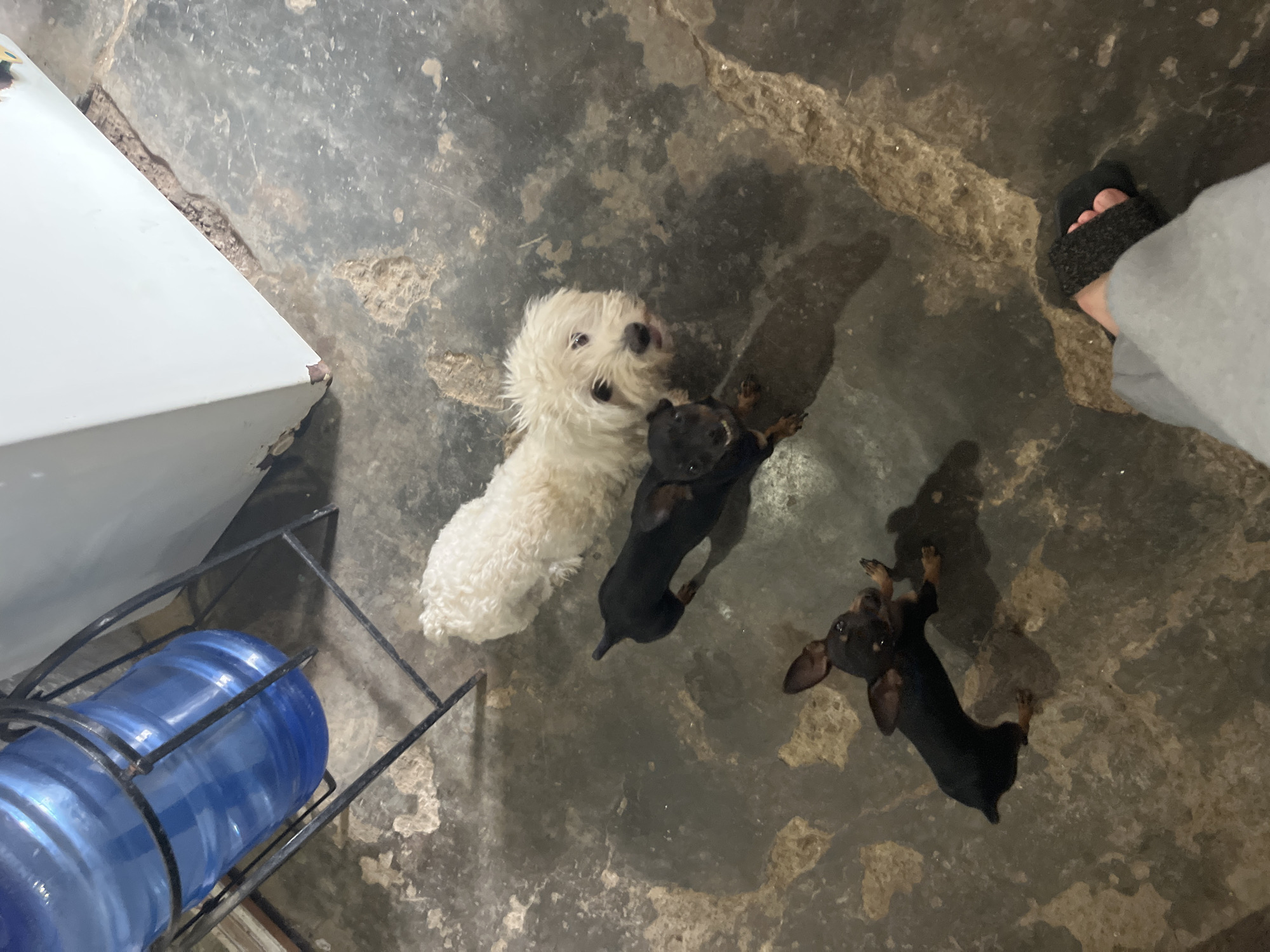 Dogs at home in Juan Griego, Venezuela