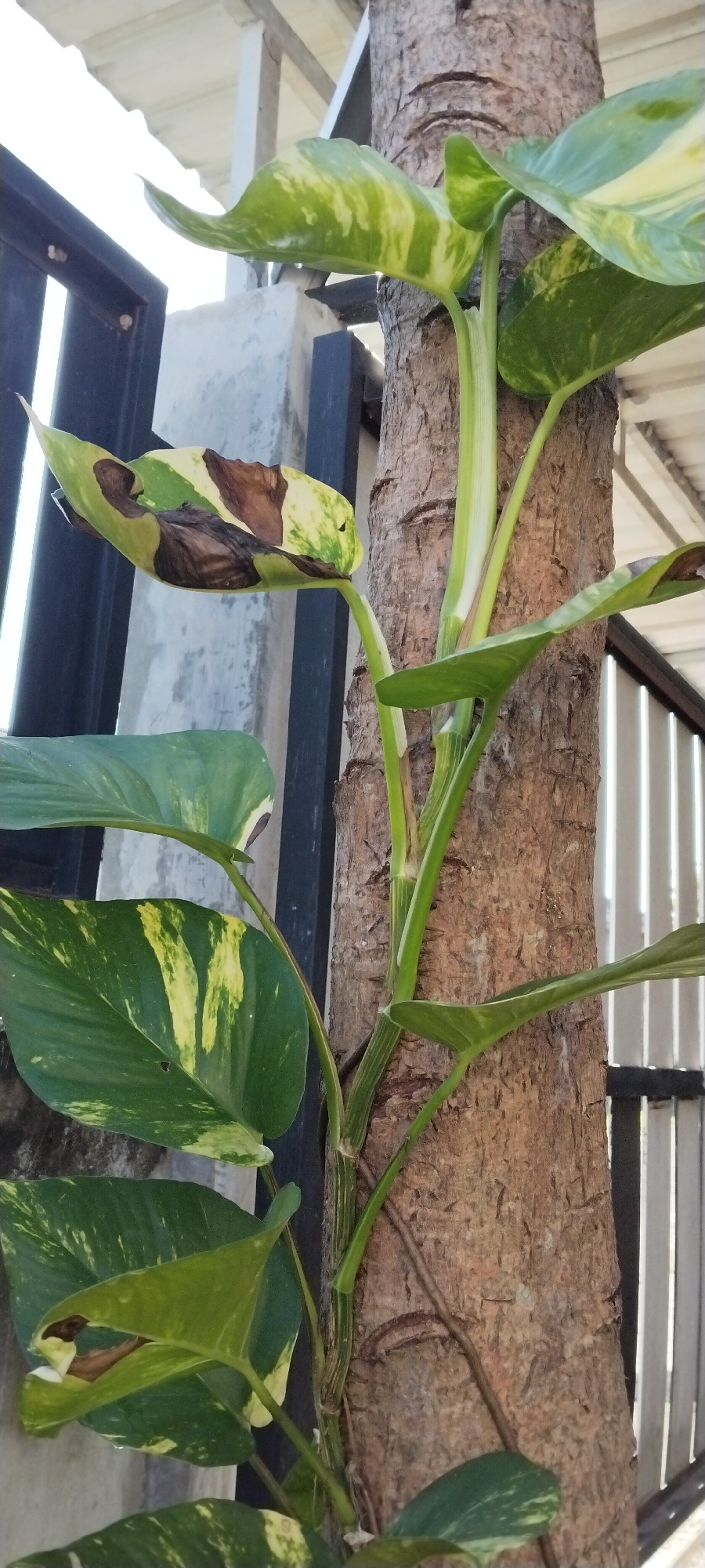 Orange tabby cat and garden plants in Duman, Indonesia