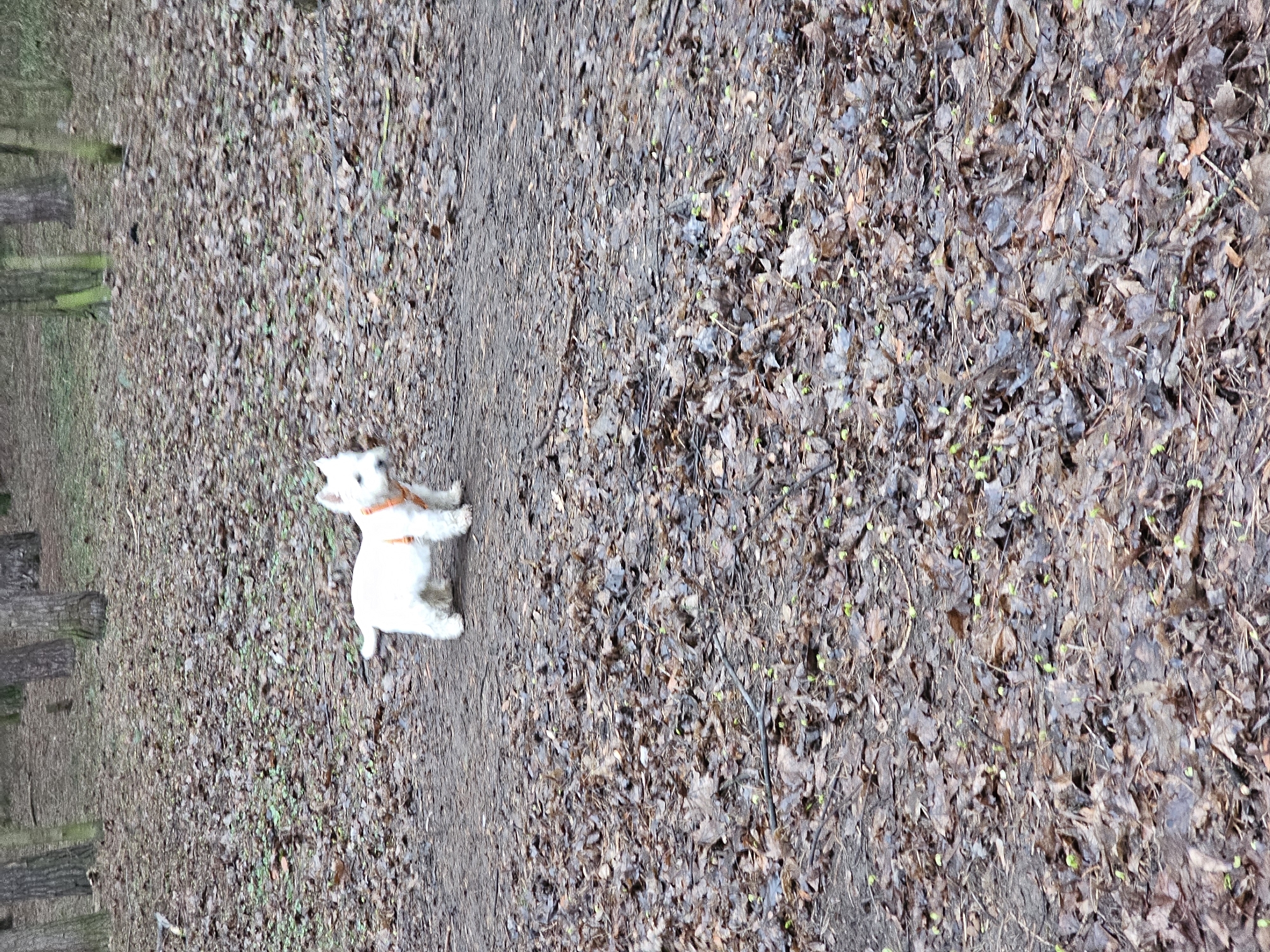 Dog walker and air traveler document ordinary moments in Khimki