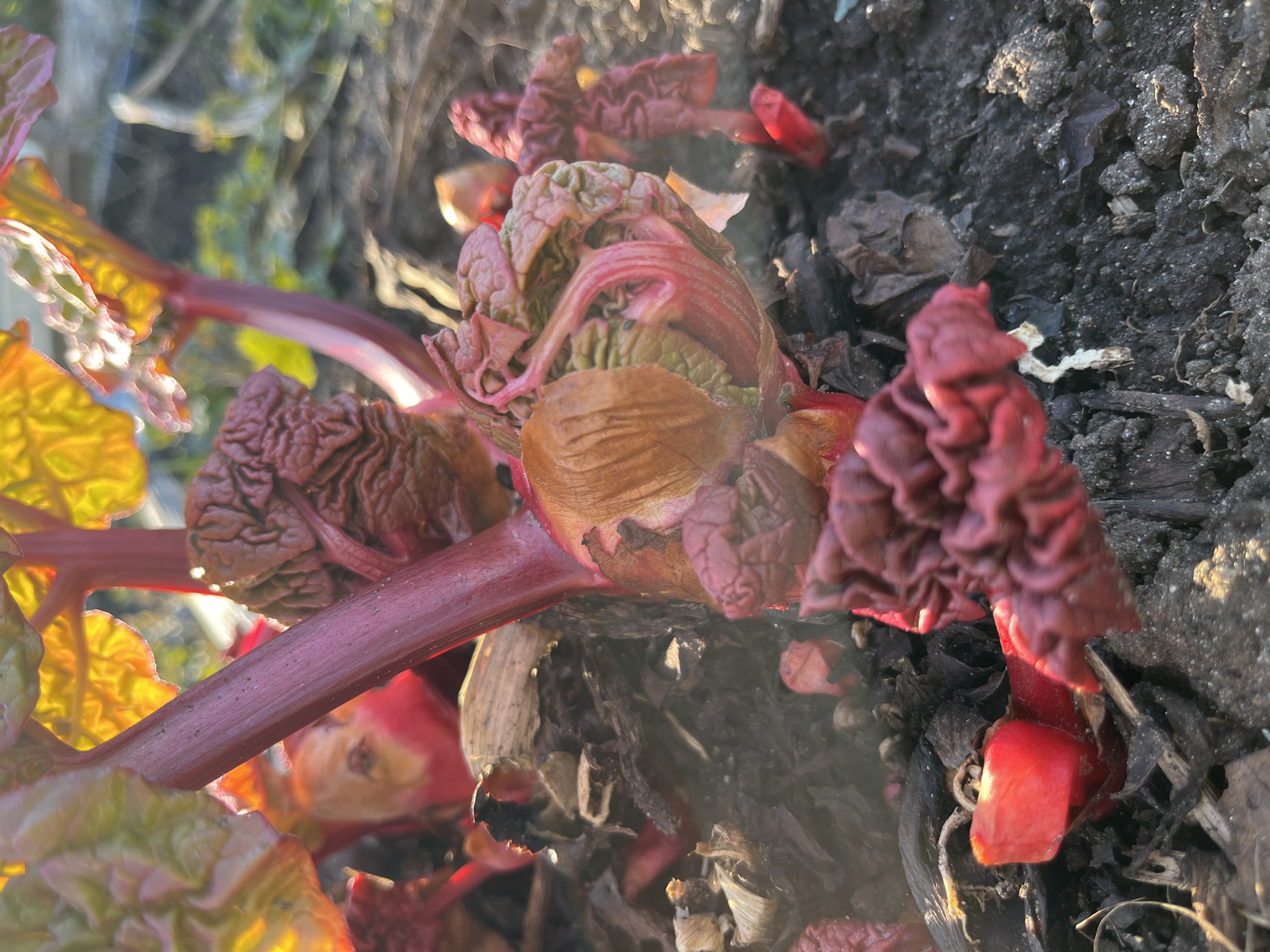 Spring plants emerge from soil in Chaikovsky gardens