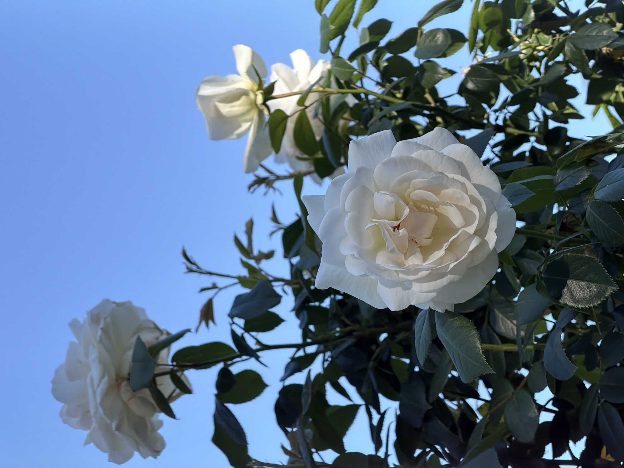 Rose garden documented in Sofia, Bulgaria amid morning bloom