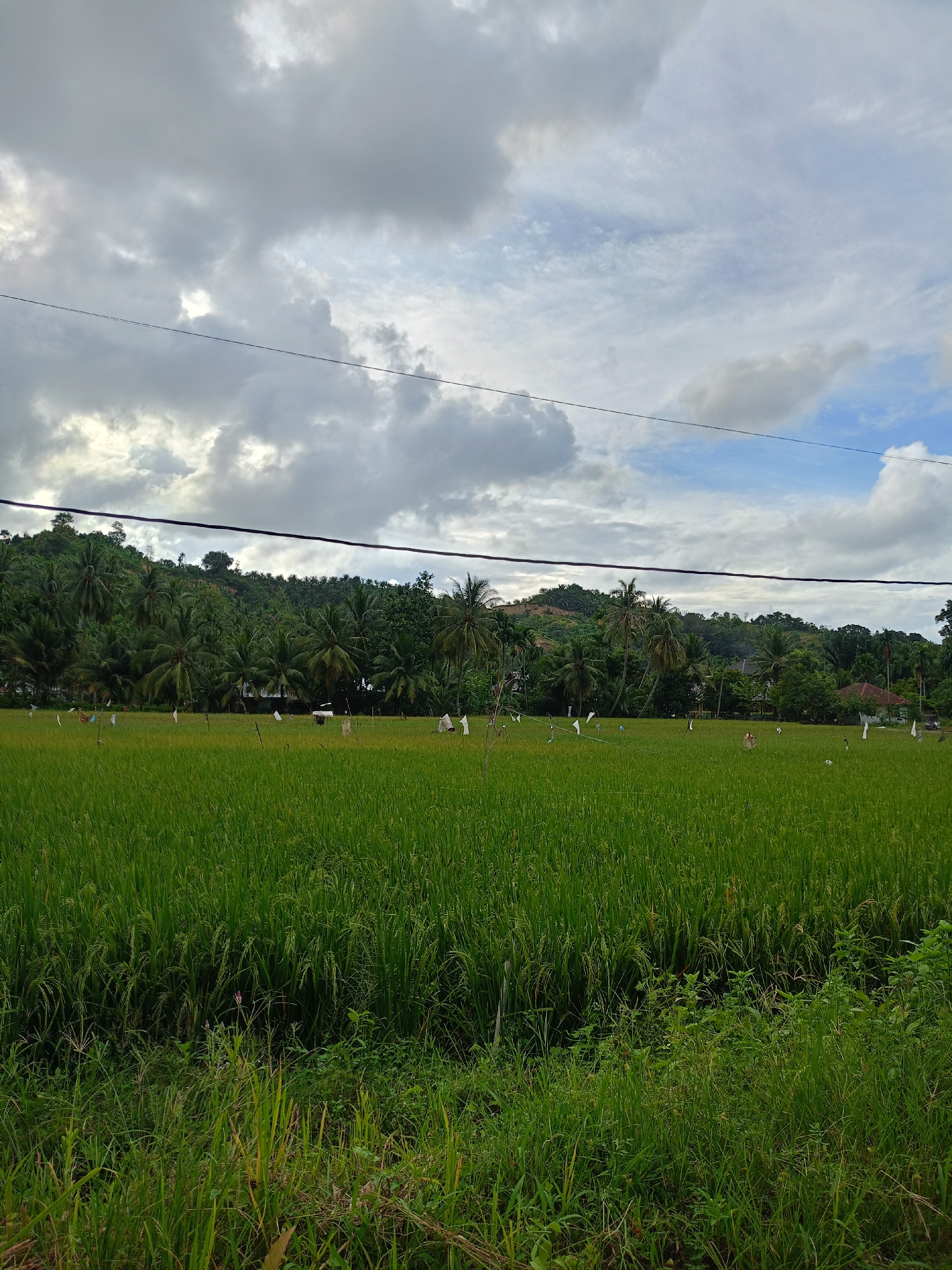 Rural Indonesian rice paddies and roads documented in Aceh