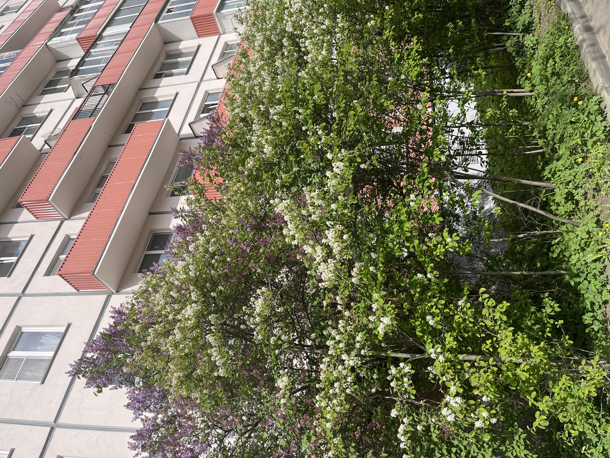 Woman enjoys spring blooms near residential building in Saint Petersburg