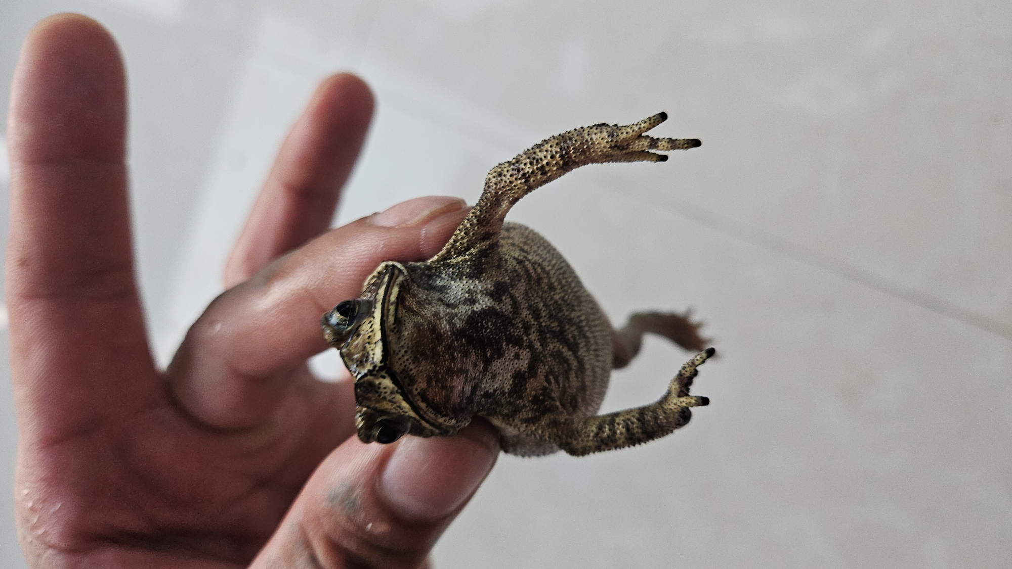 Person holds frog upside down in Cam Đức, Vietnam