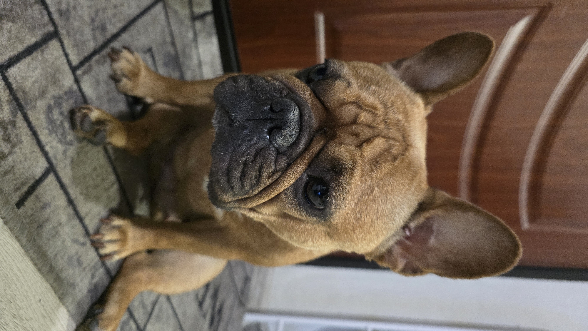 French Bulldog owns the doormat outside a Krasnodar apartment