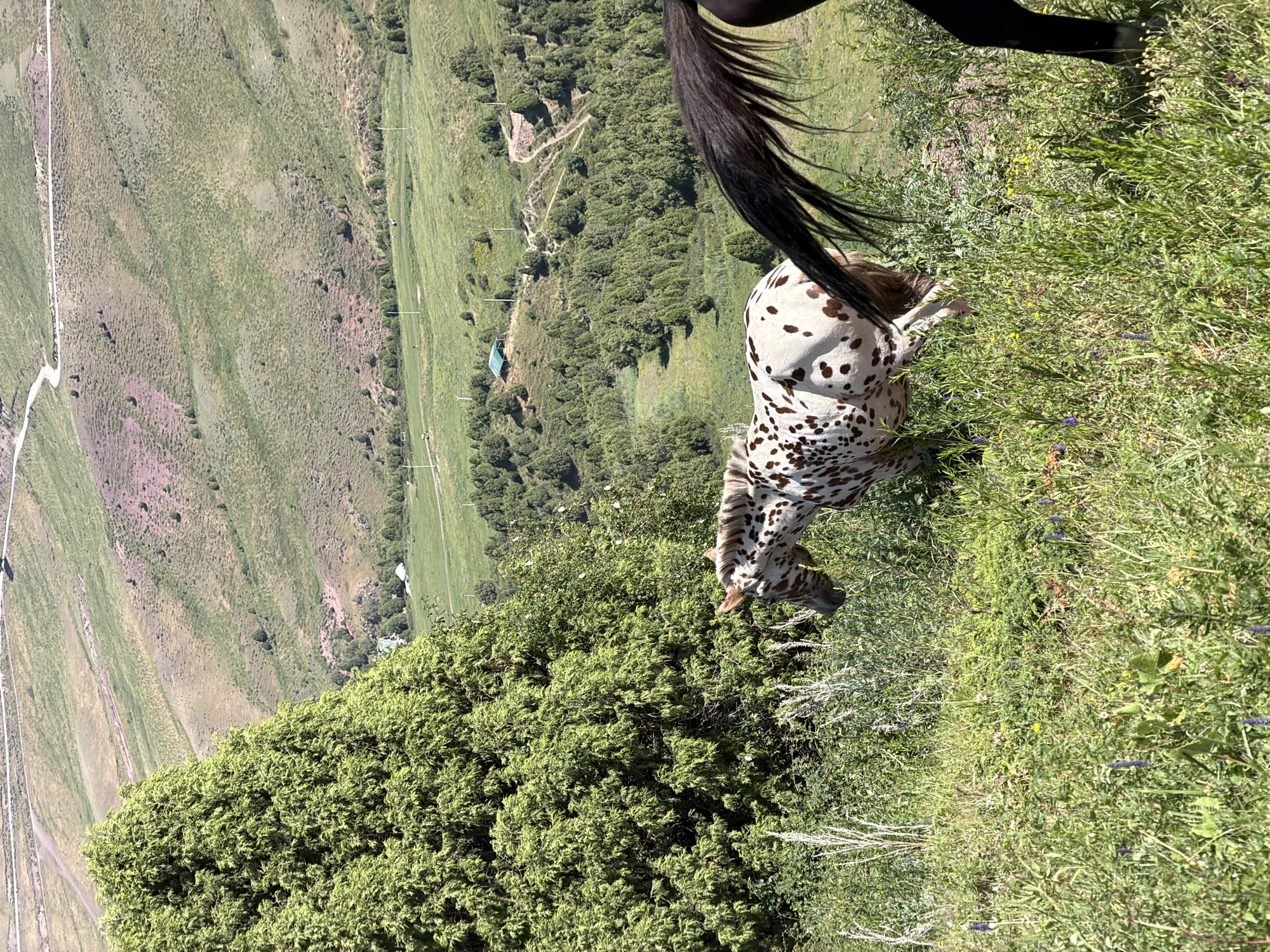 Horses grazing on Kyrgyzstan hillsides, tent camping in the valley