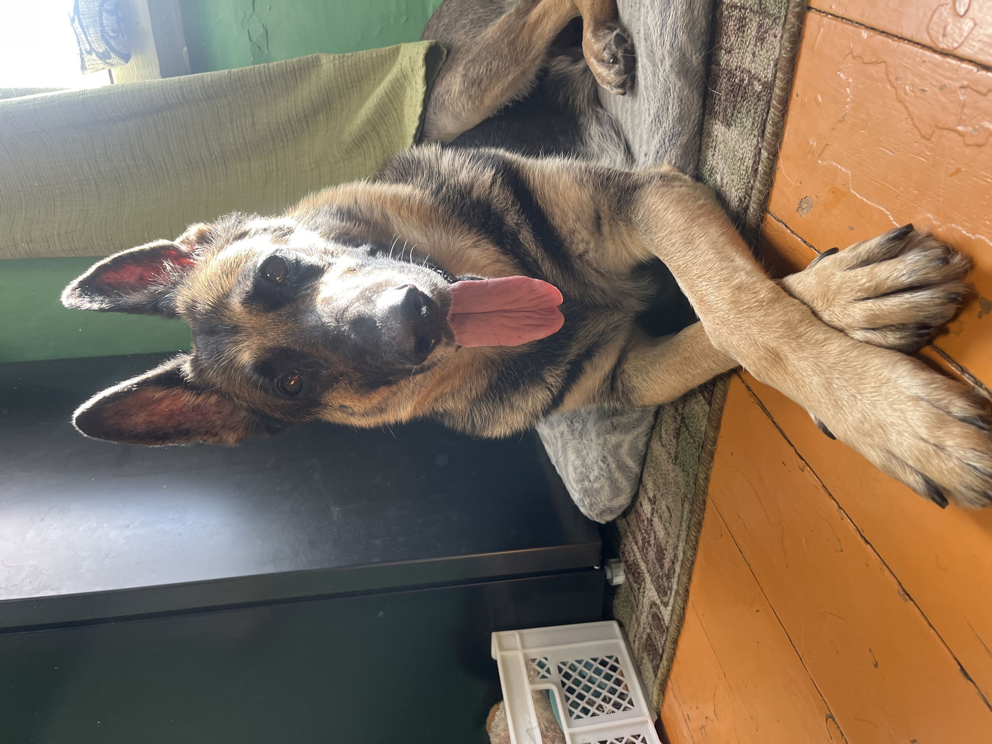 German Shepherds at home in Nizhny Tagil, just chilling